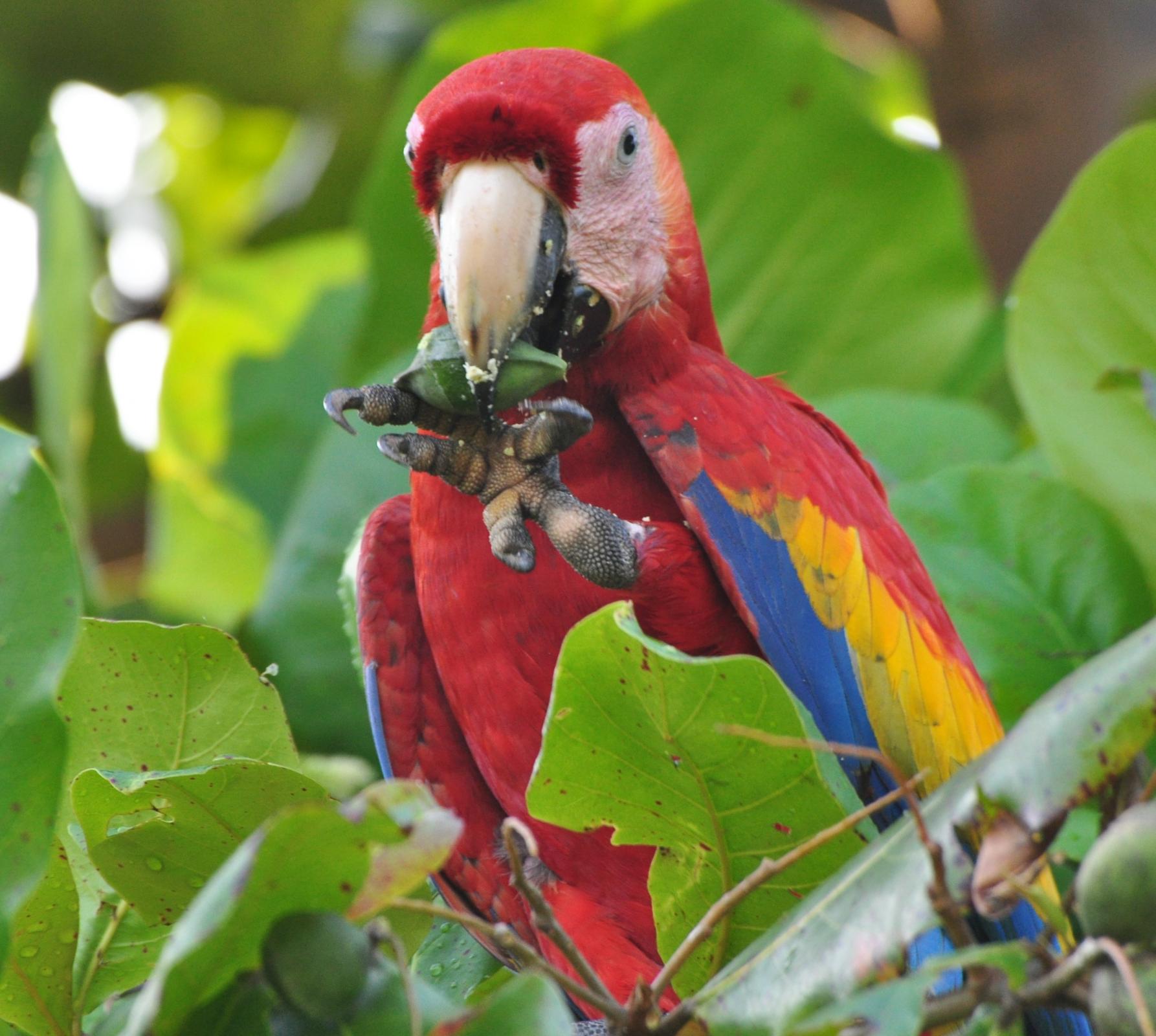 Scarlet Macaw (Ara macao) Bird eating figs in tree | the Internet ...