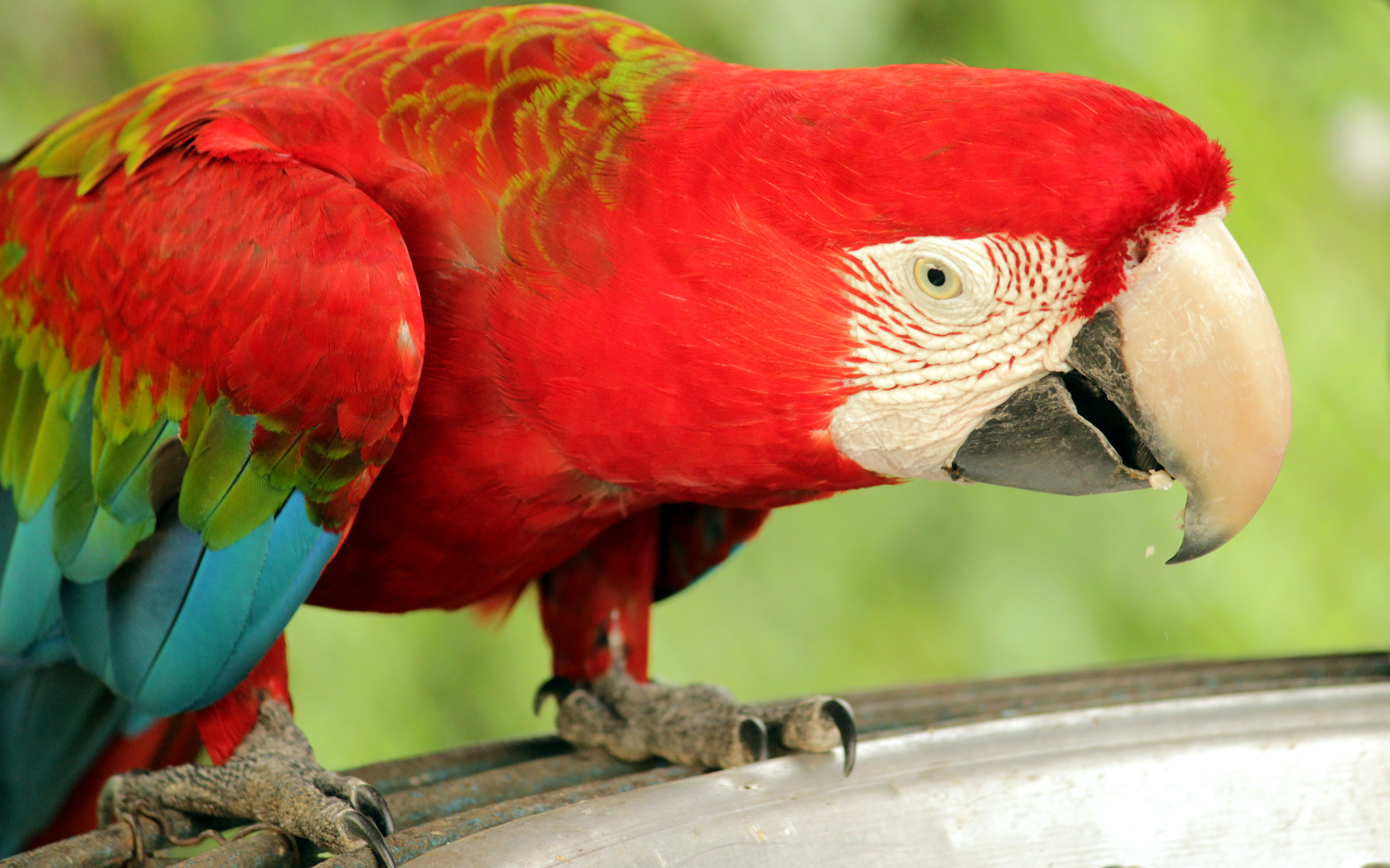 File:Scarlet Macaw Eating.jpg - Wikimedia Commons