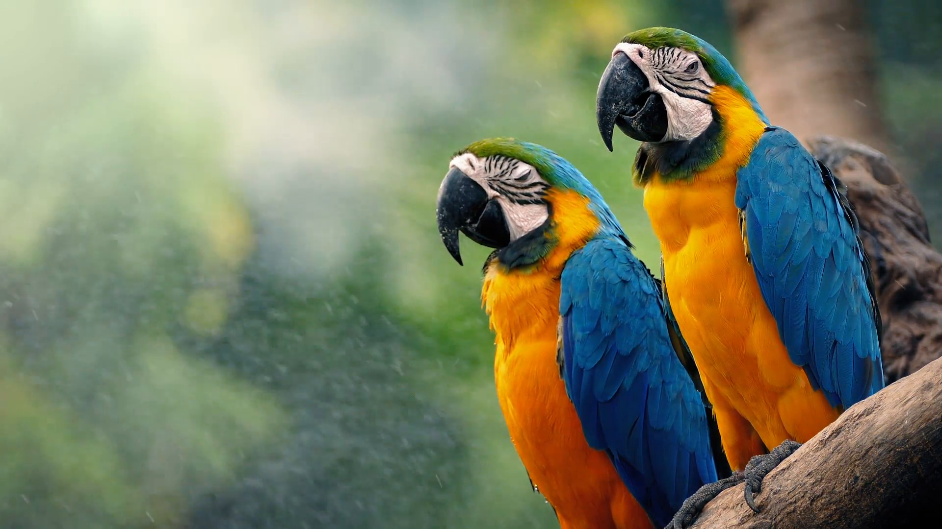 Macaw Parrots On Branch In Tropical Landscape Stock Video Footage ...