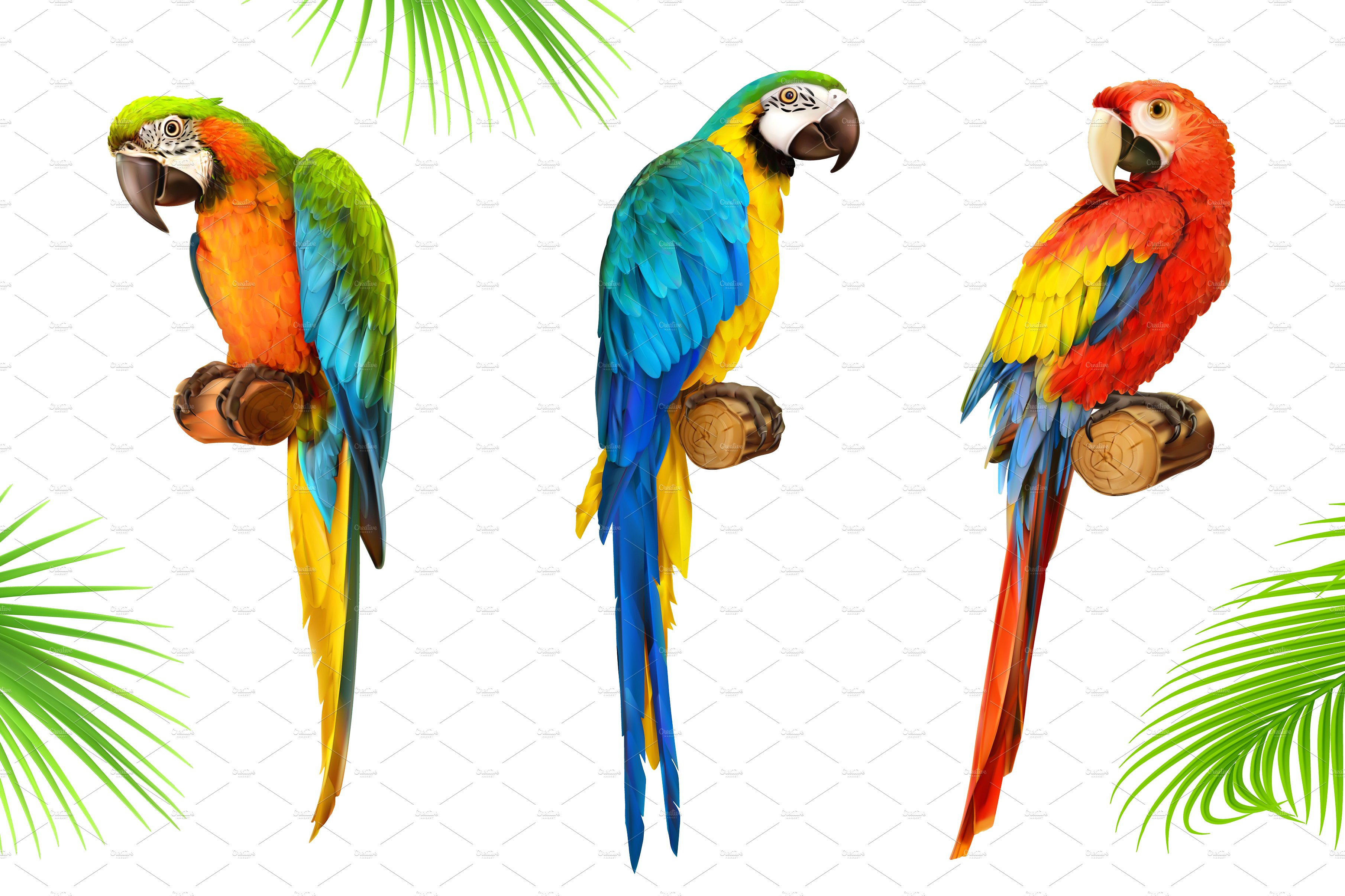 Ara parrot. Macaw. Vector ~ Illustrations ~ Creative Market