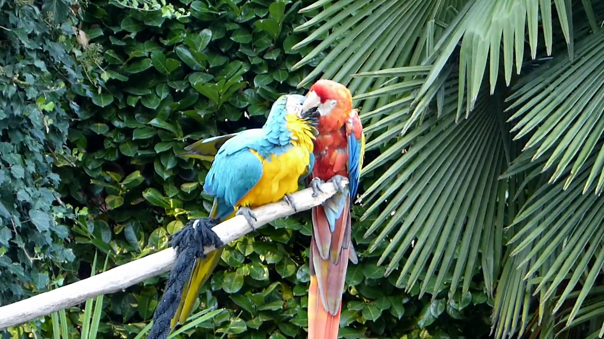 macaw, red yellow and blue parrot on tree Stock Video Footage ...