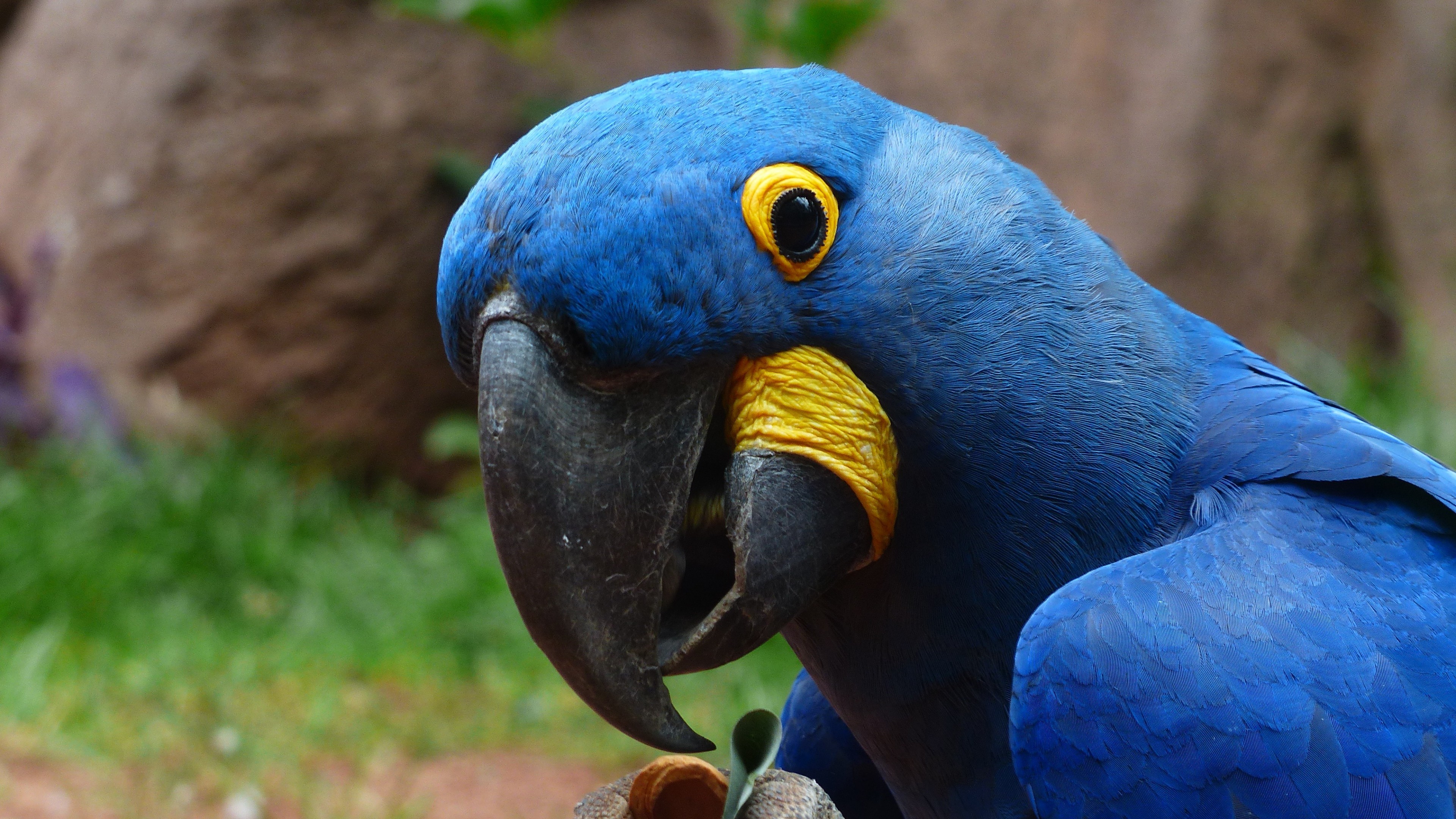 Macaw Parrot 2, HD Birds, 4k Wallpapers, Images, Backgrounds, Photos ...