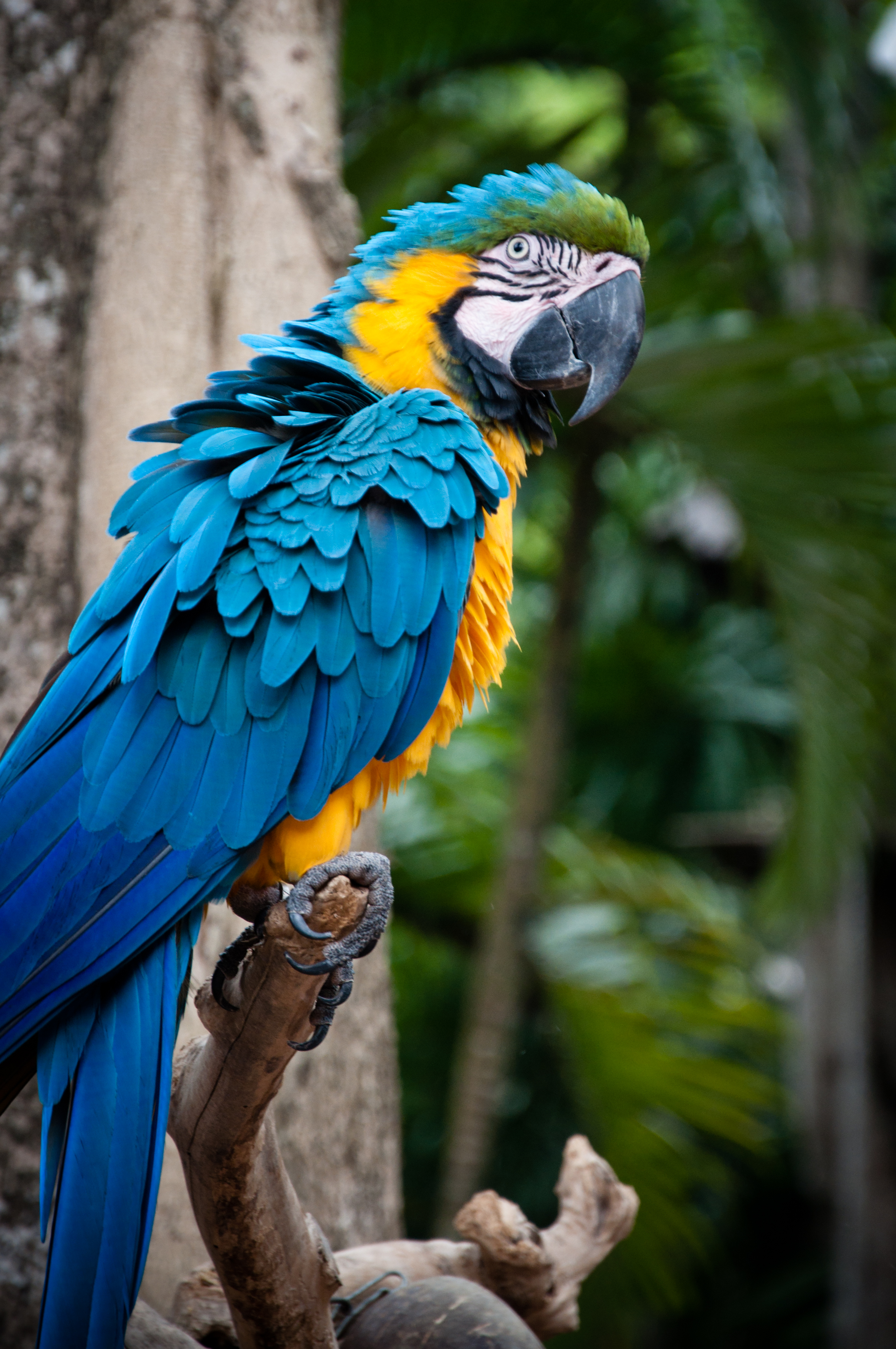 Free photo: Macaw parrot - Animal, Bird, Branch - Free Download - Jooinn