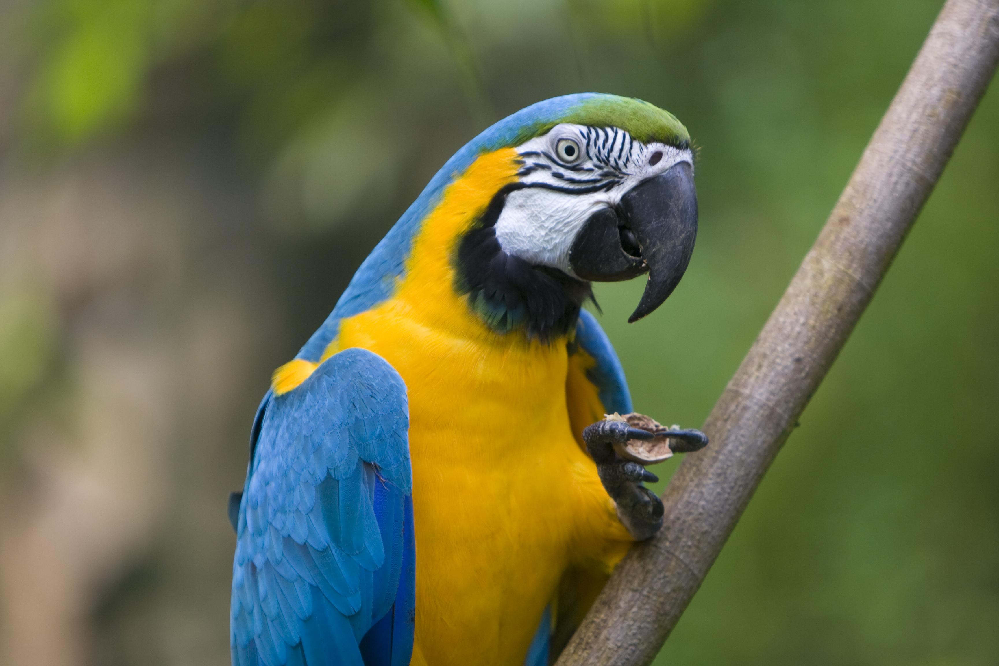 Macaw | Adapting Eden