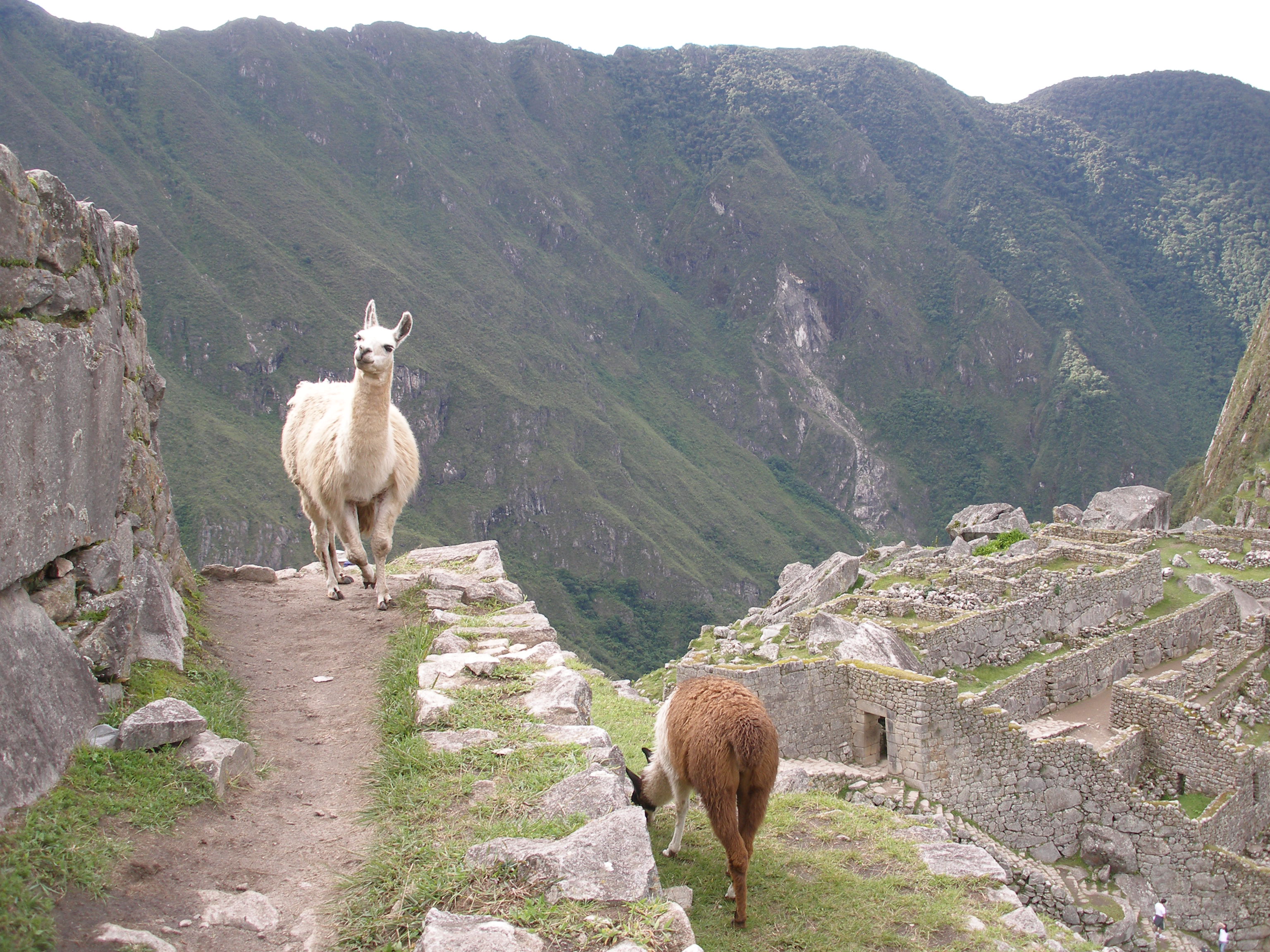 File:Llamas on Machu Picchu Peru.jpg - Wikimedia Commons