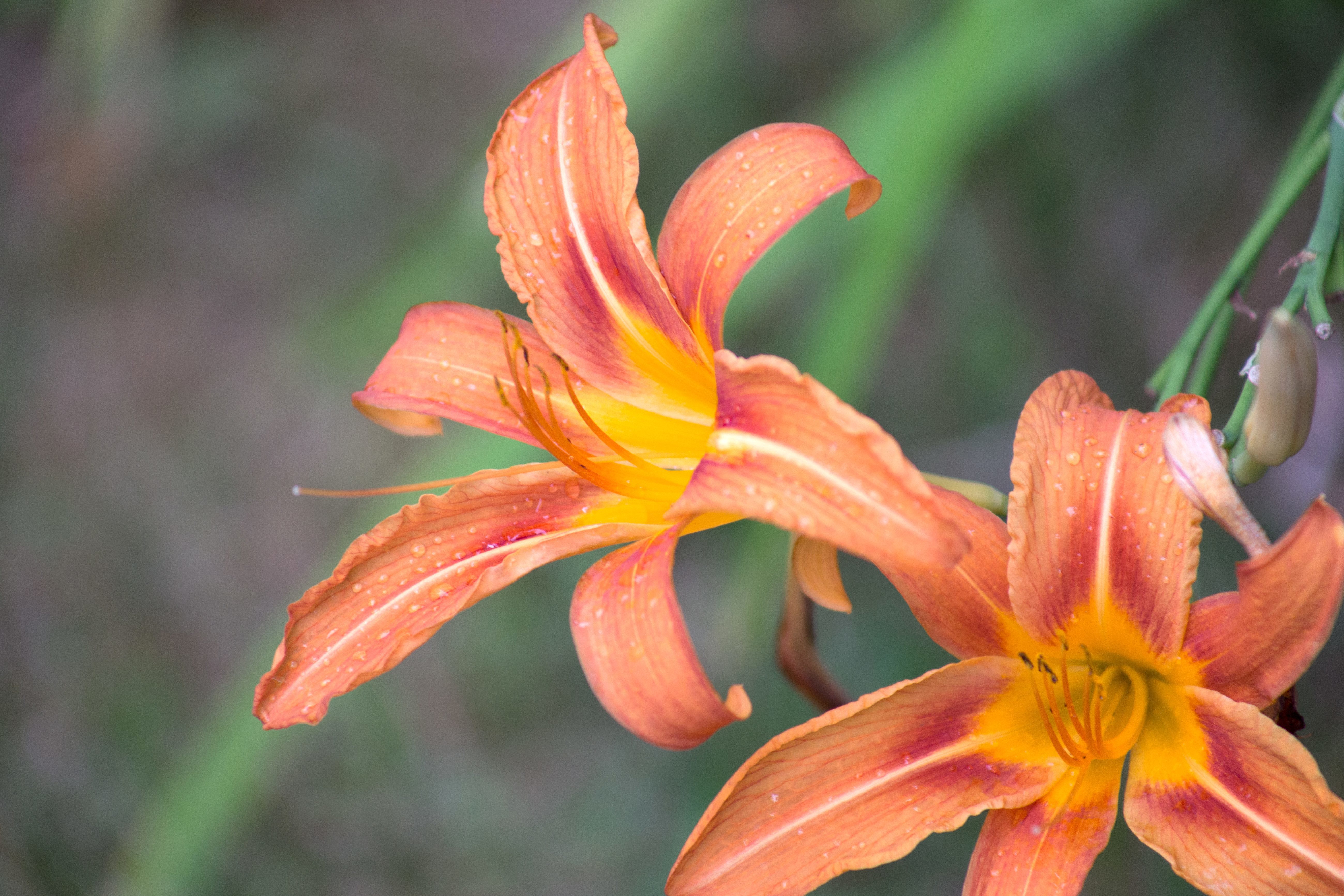 Free picture: amaryllis, reddish flower, petals, nature, macro
