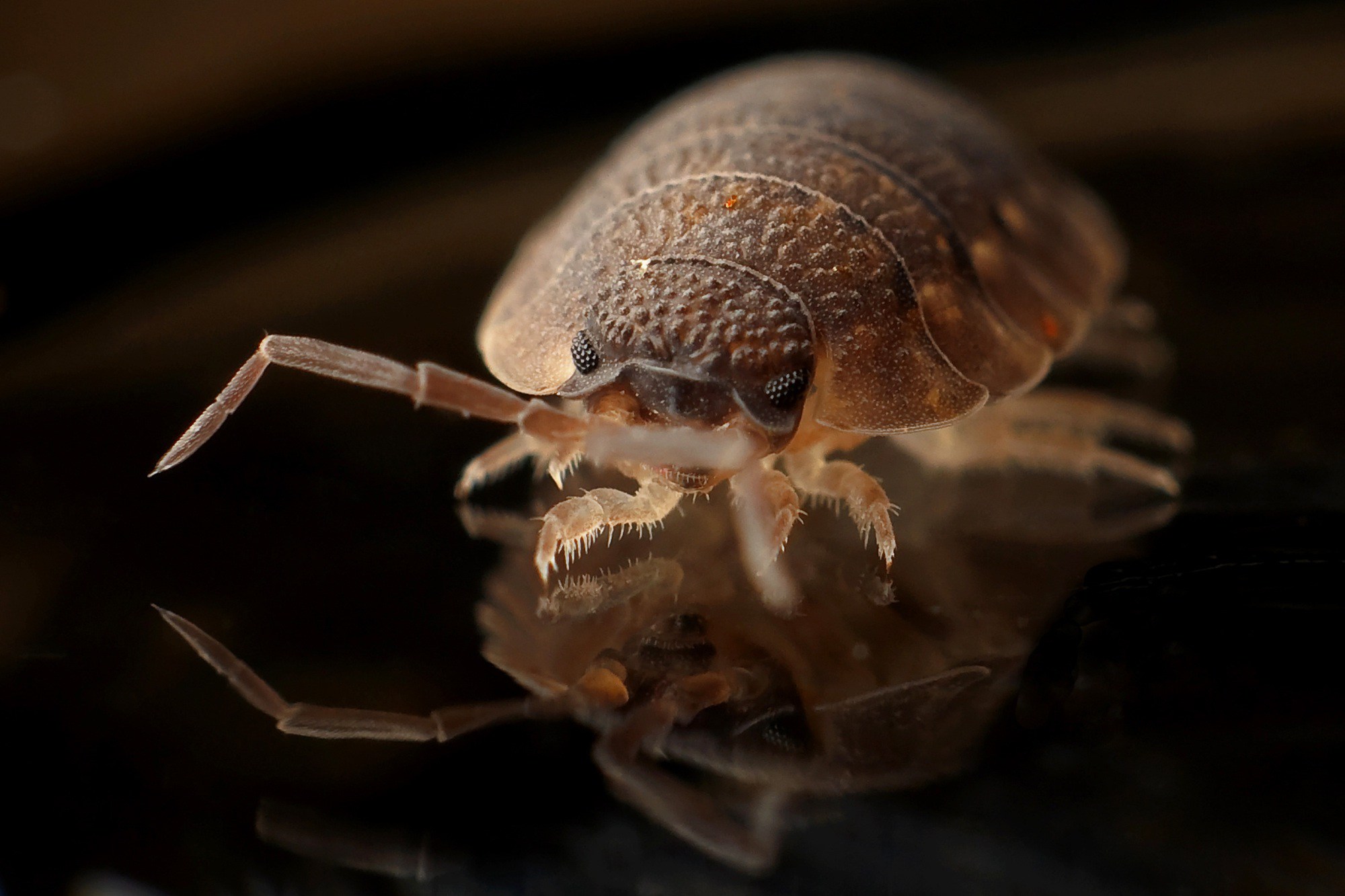 Bed Bug Exterminator in Sun City, Arizona and Sun City West