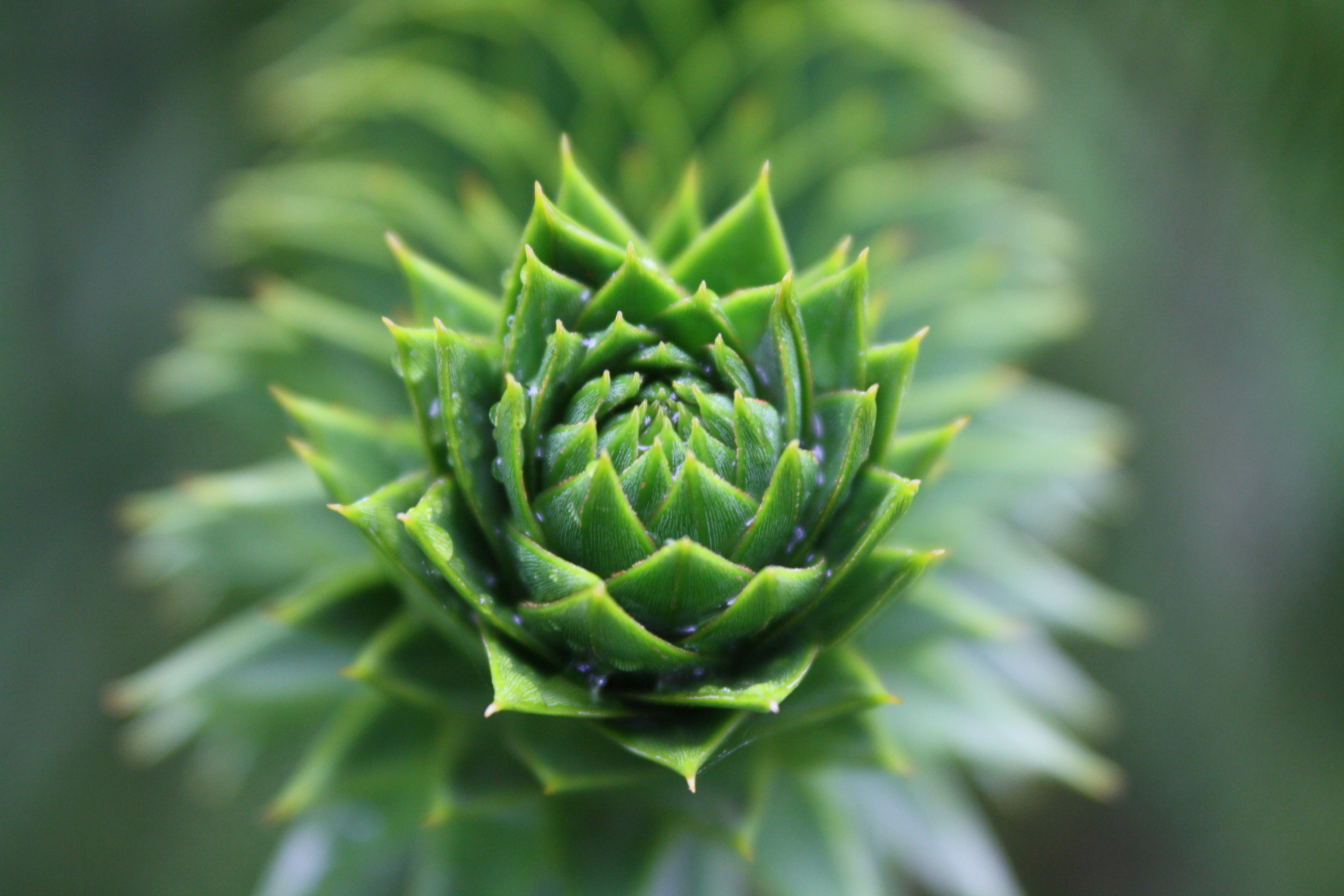 A green spikey thing | My Macro Photos | Pinterest