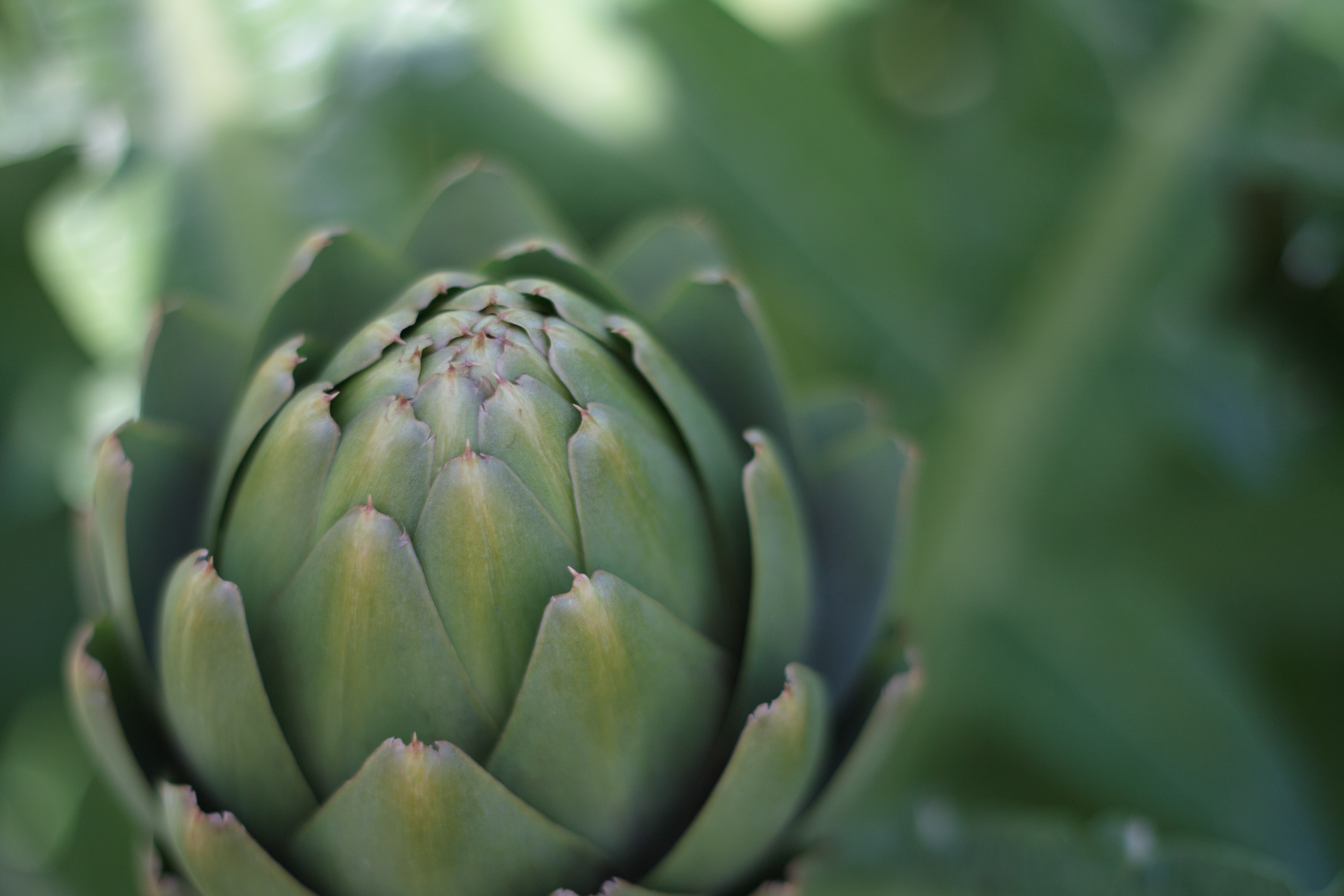 March 16th is National Artichoke Heart Day! | Foodimentary ...