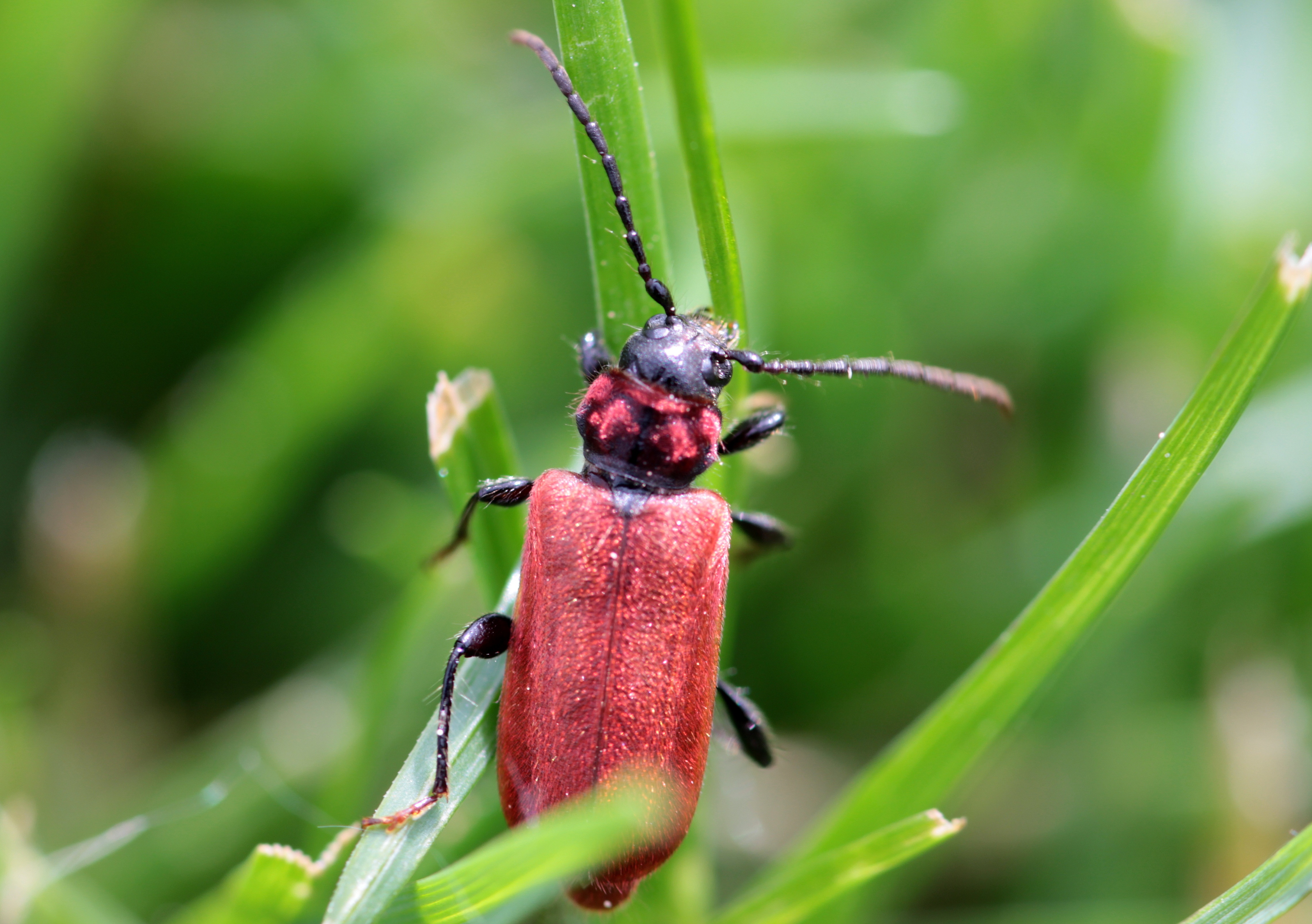Macro beetle photo