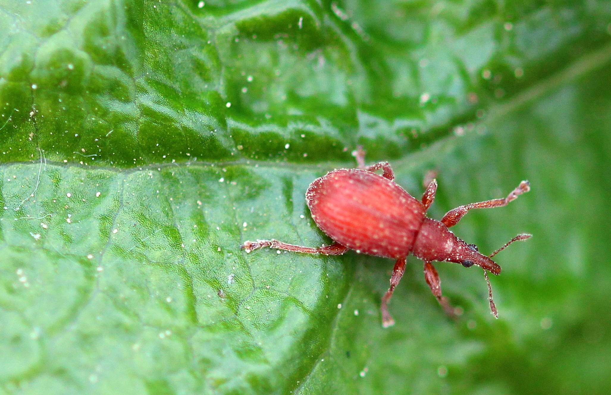 Macro beetle photo