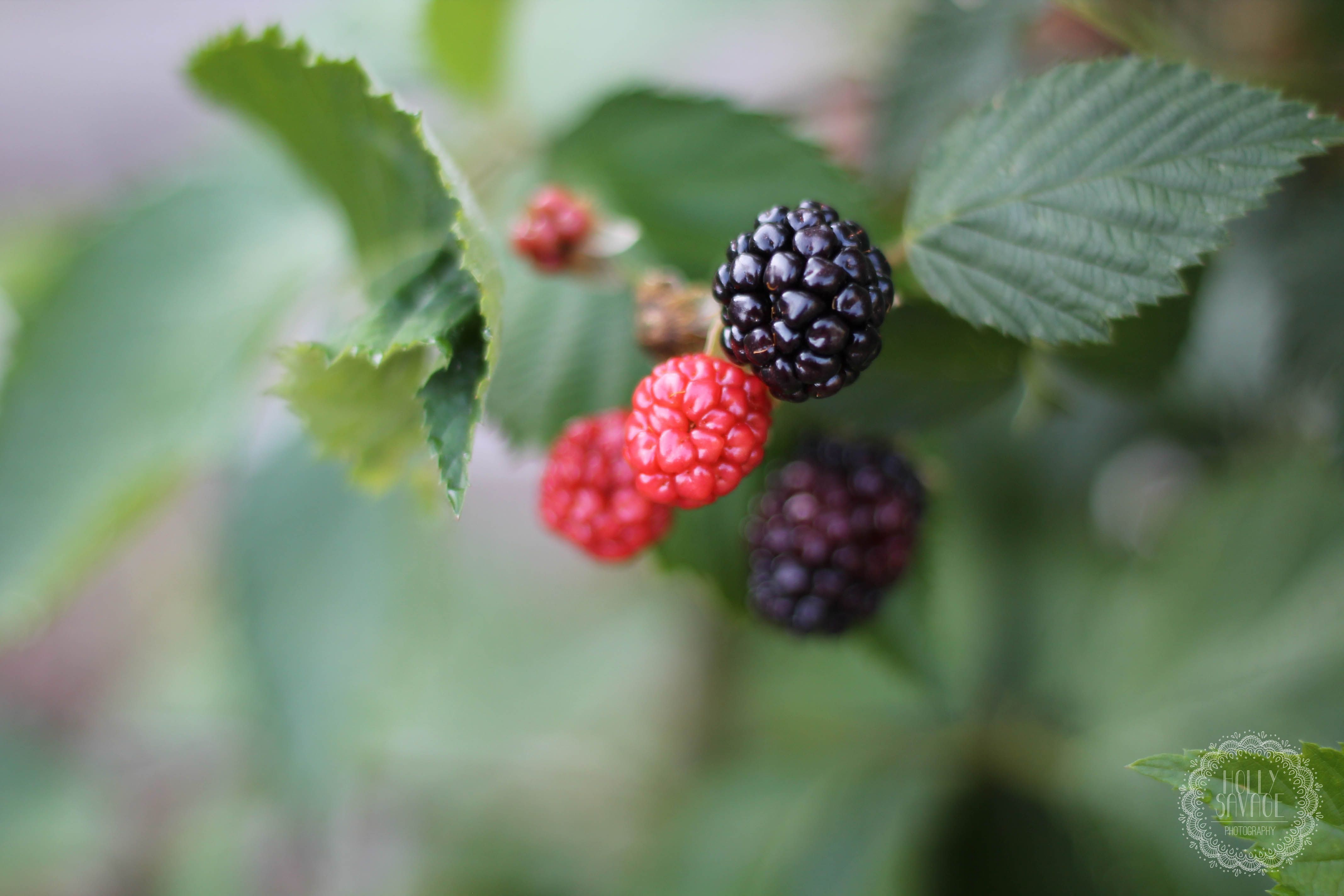 Holly Savage Photography - blackberries, macro | Holly Savage ...