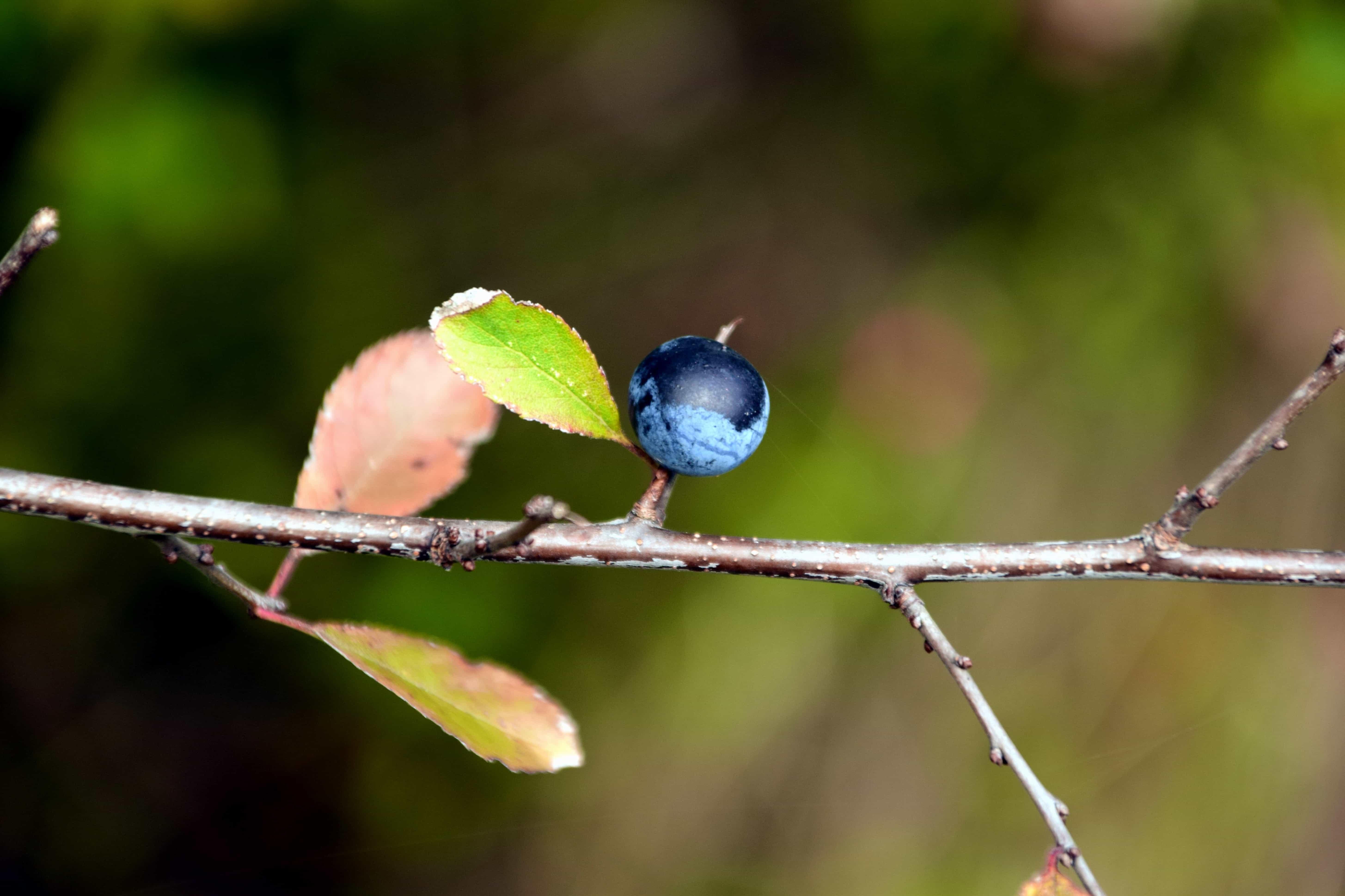 Free picture: leaf, blueberry, nature, berry, fruit, branch, outdoor ...