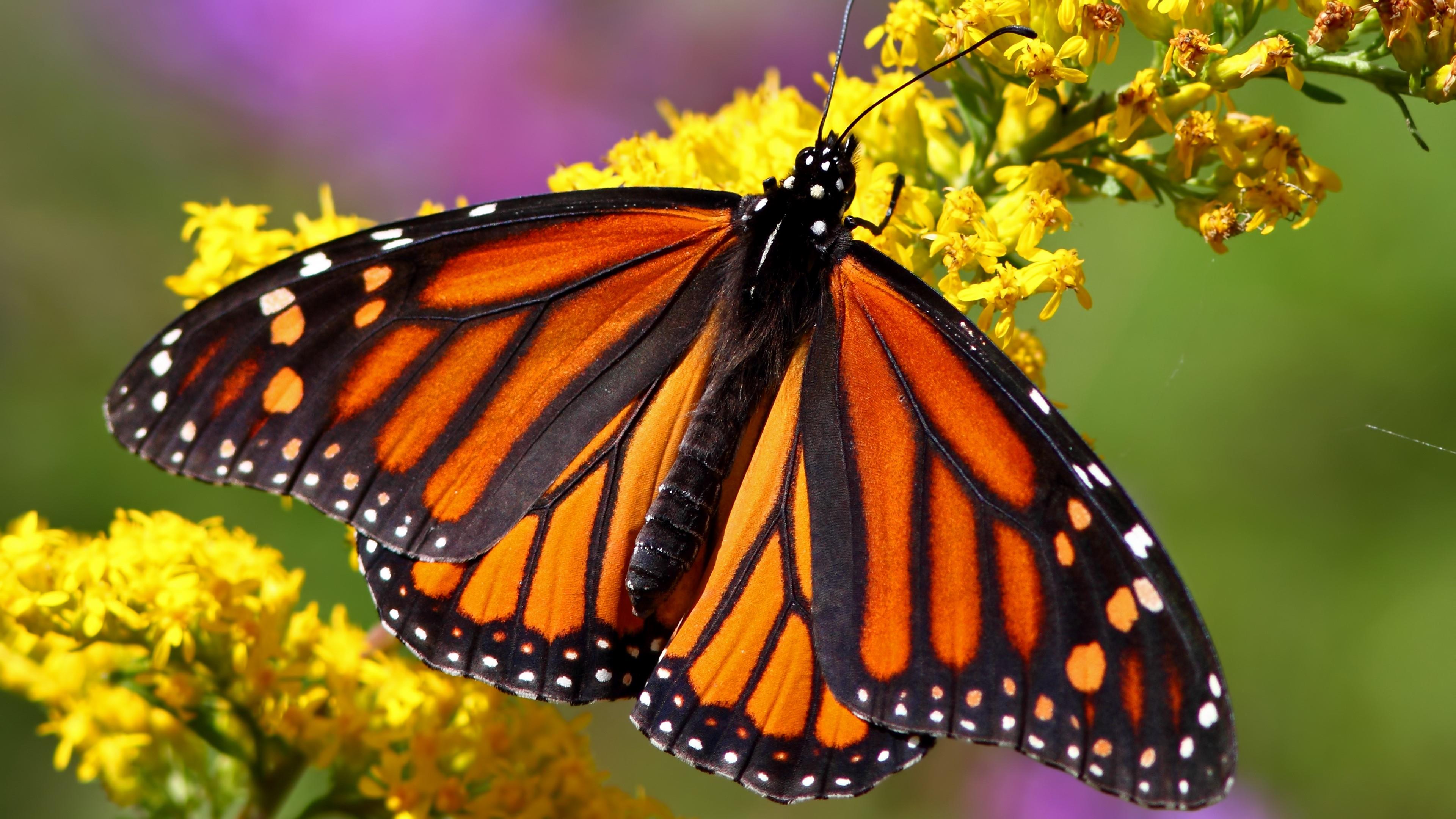 Monarch Butterfly - Macro Photography Wallpaper | Wallpaper Studio ...
