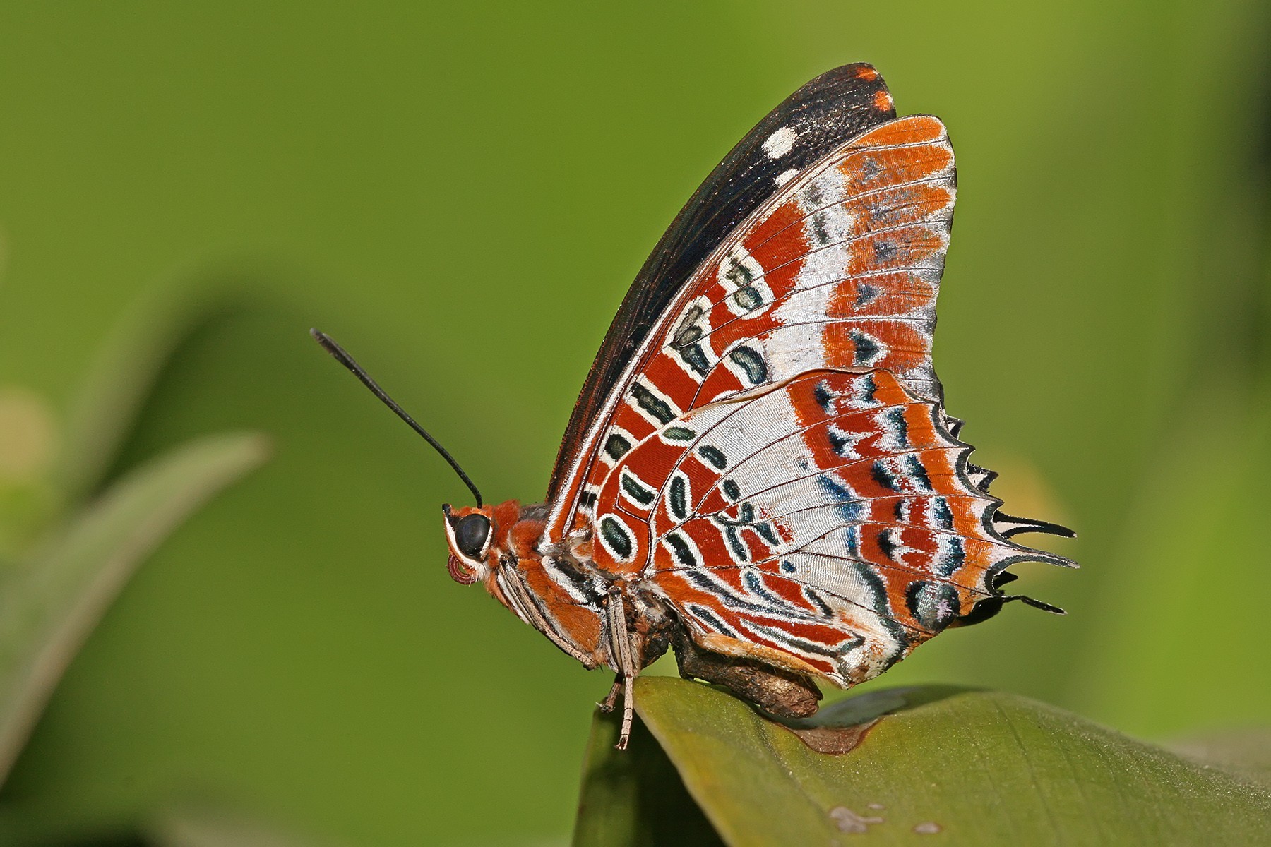 Orange butterfly / 1800 x 1200 / Macro / Photography | MIRIADNA.COM