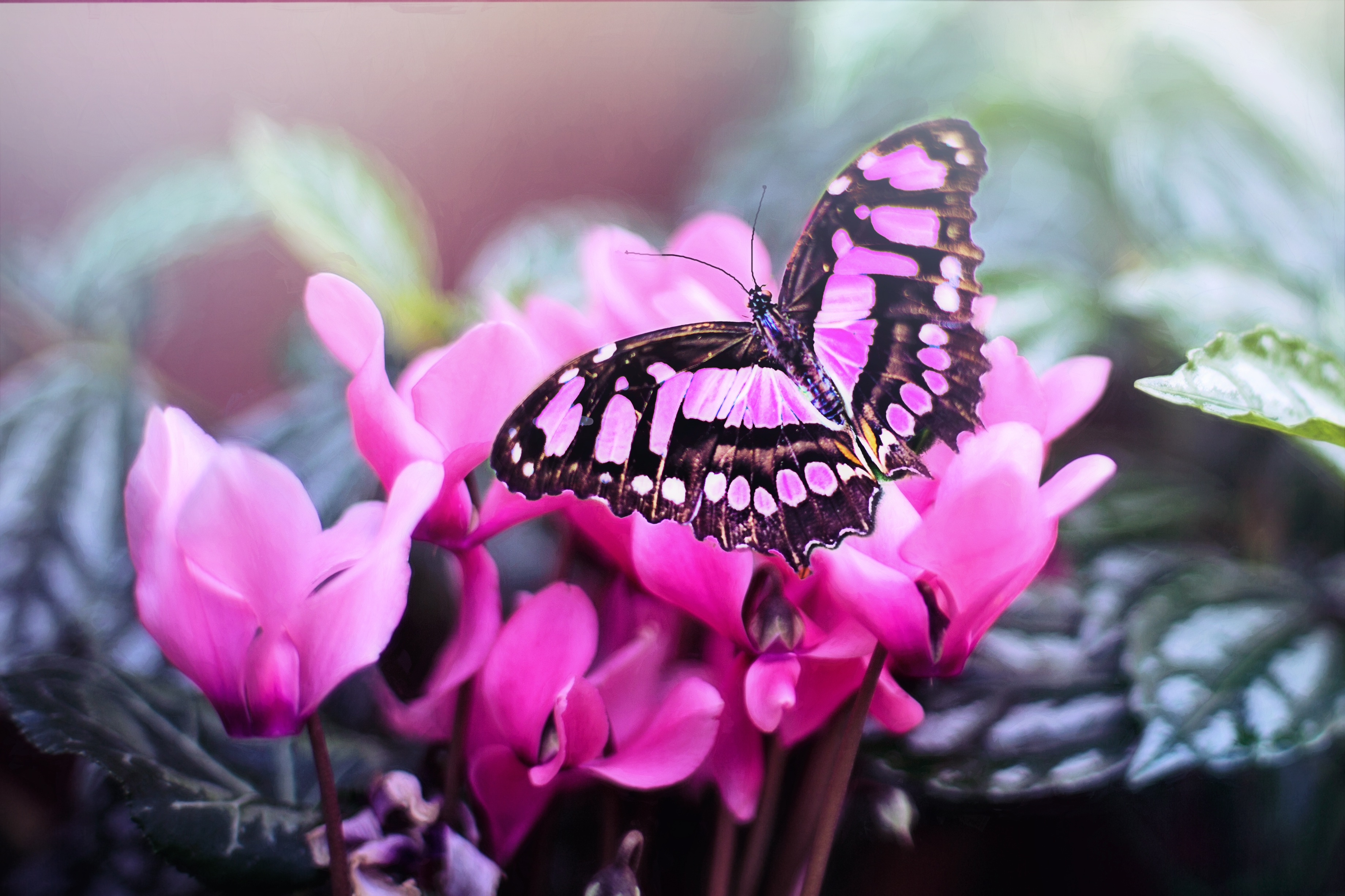 Macro butterfly photo
