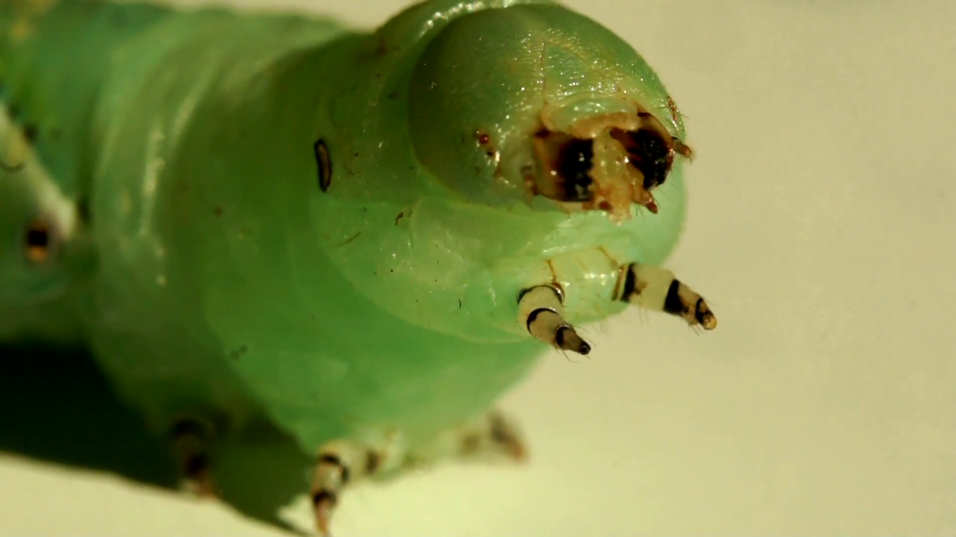 Sphingidae worm caterpillar macro Stock Video Footage - Videoblocks
