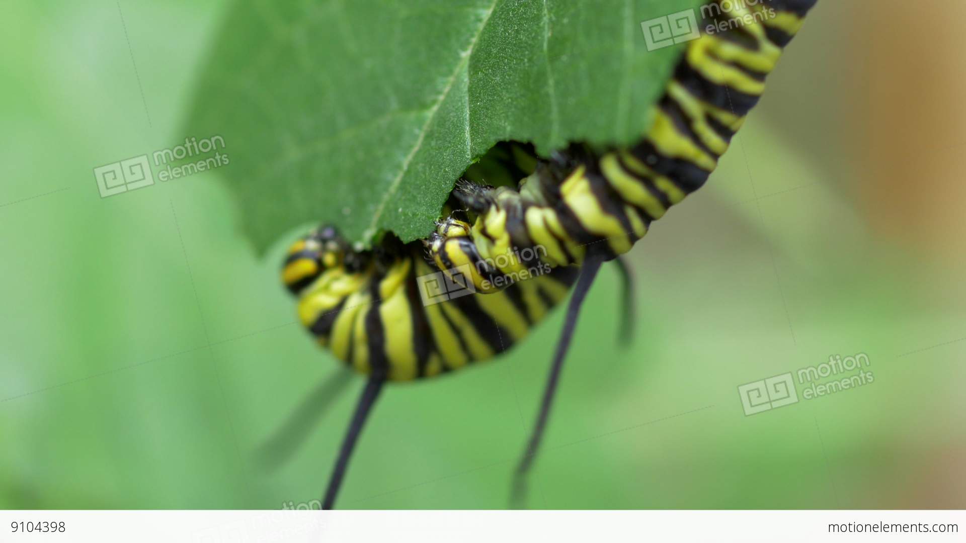 Macro Of Caterpillar Eating Leaves Stock video footage | 9104398