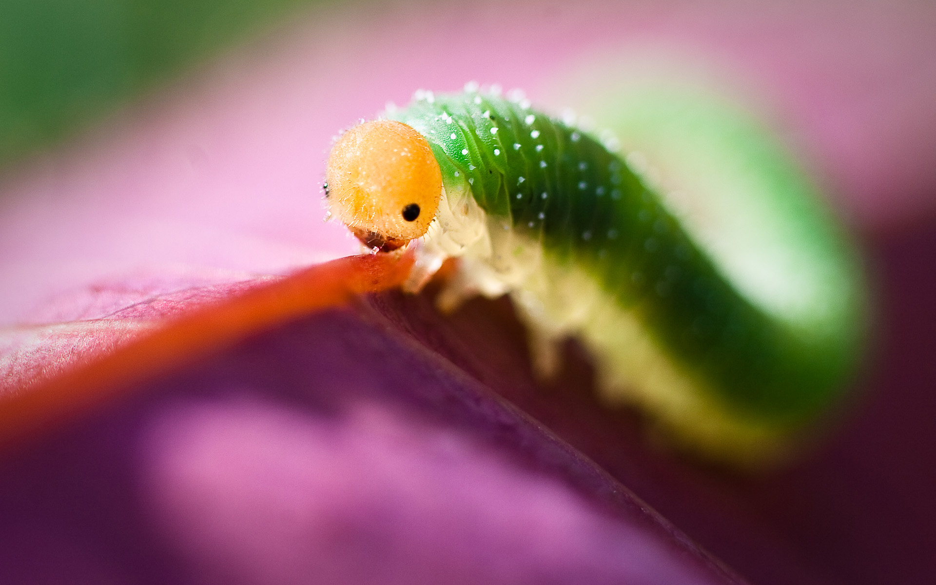Macro Caterpillar Photography Natural Wallpape #5402 Wallpaper ...