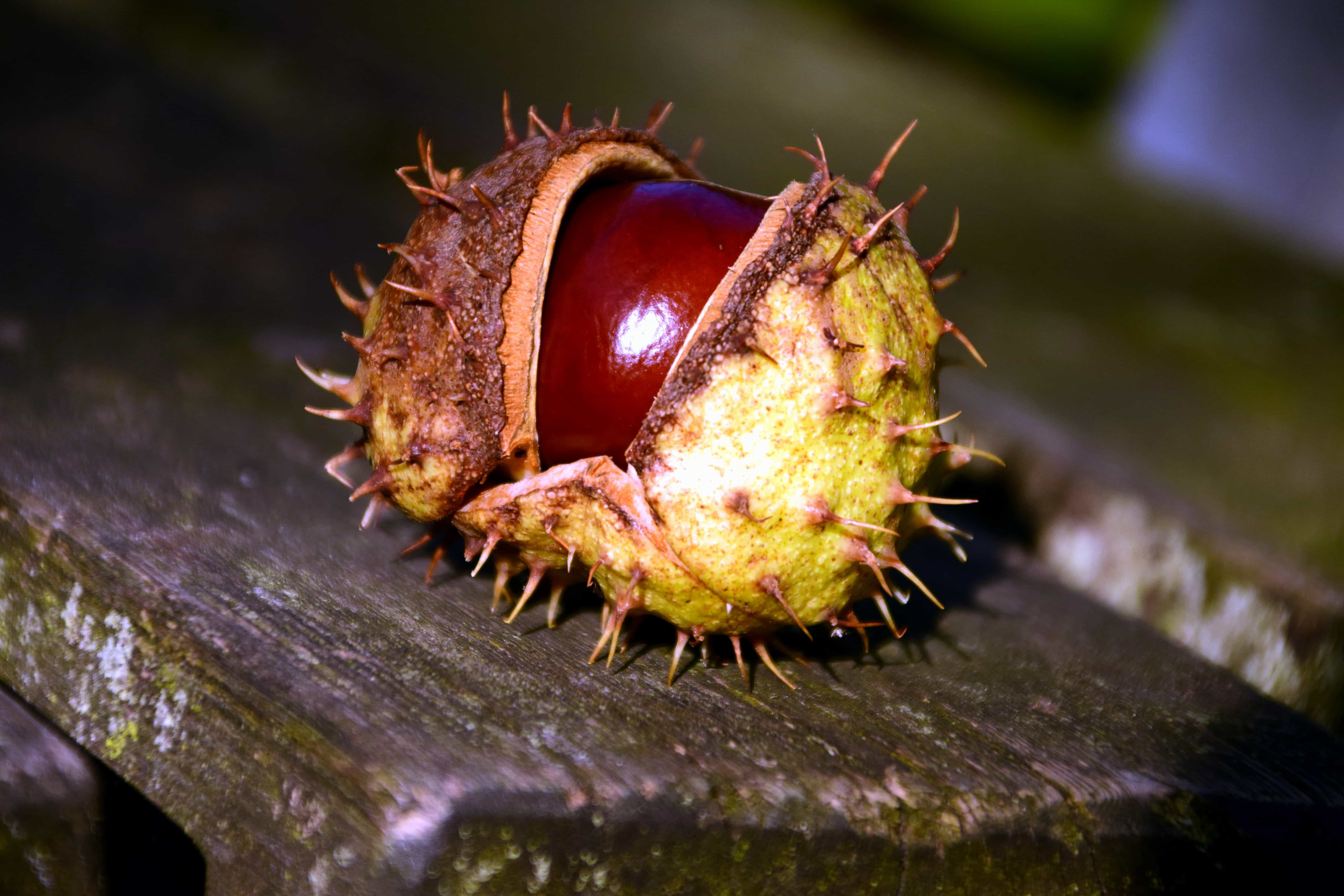 Free picture: wood, nature, chestnut, shell, plant, macro, outdoor
