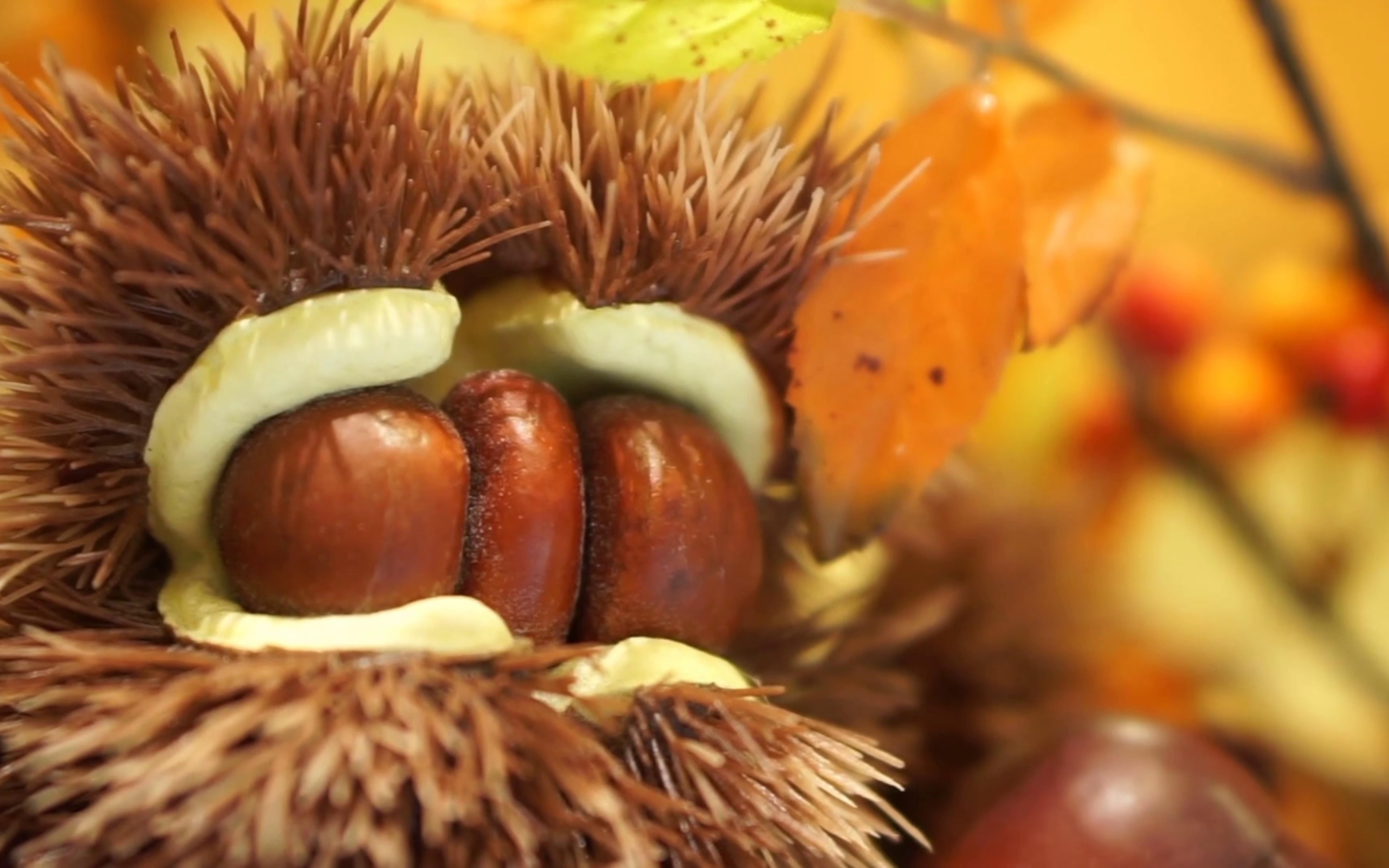 Triple chestnuts in one house - Macro Autumn fruit