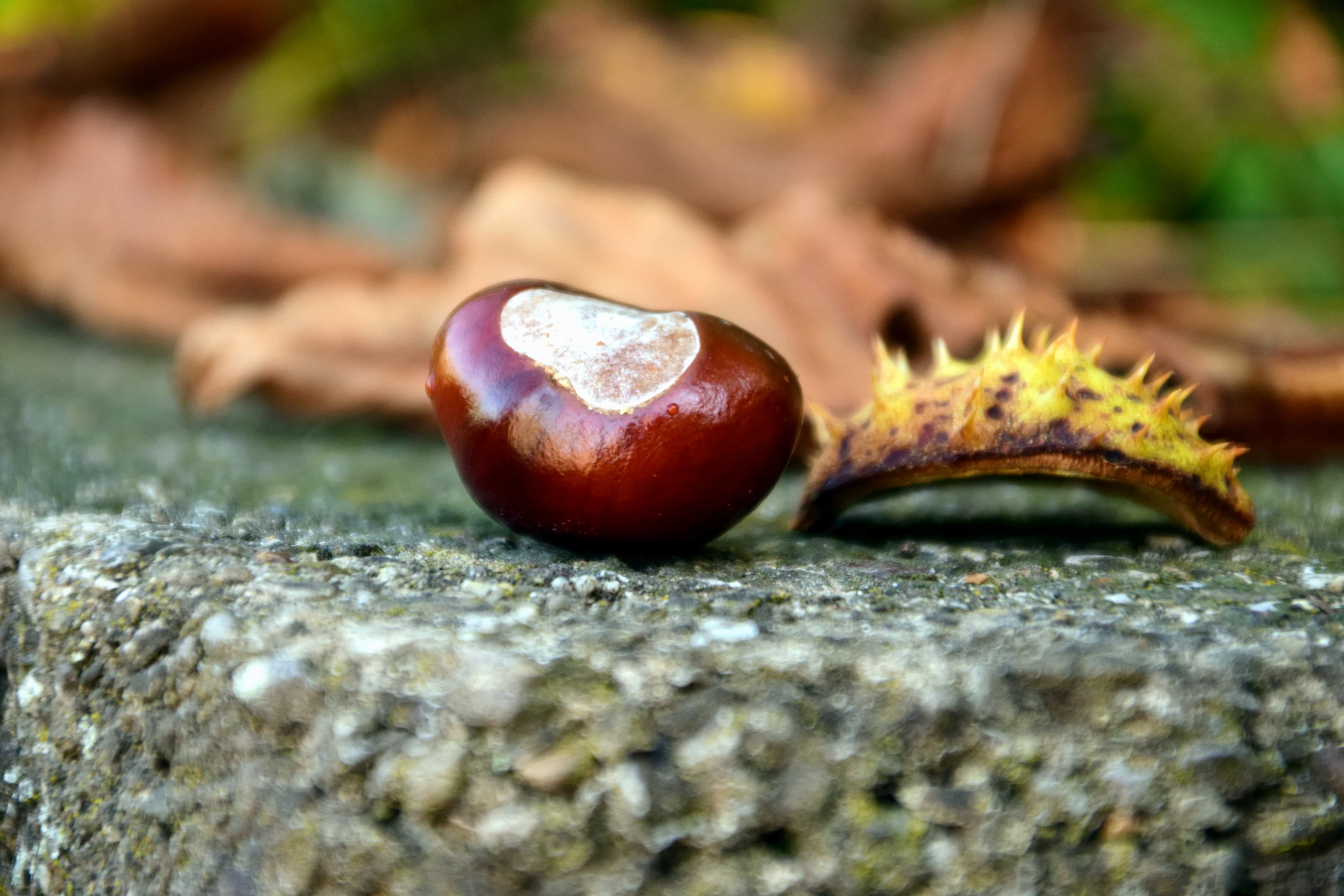 Free picture: forest, plant, wood, macro, brown, seed, leaf, autumn ...