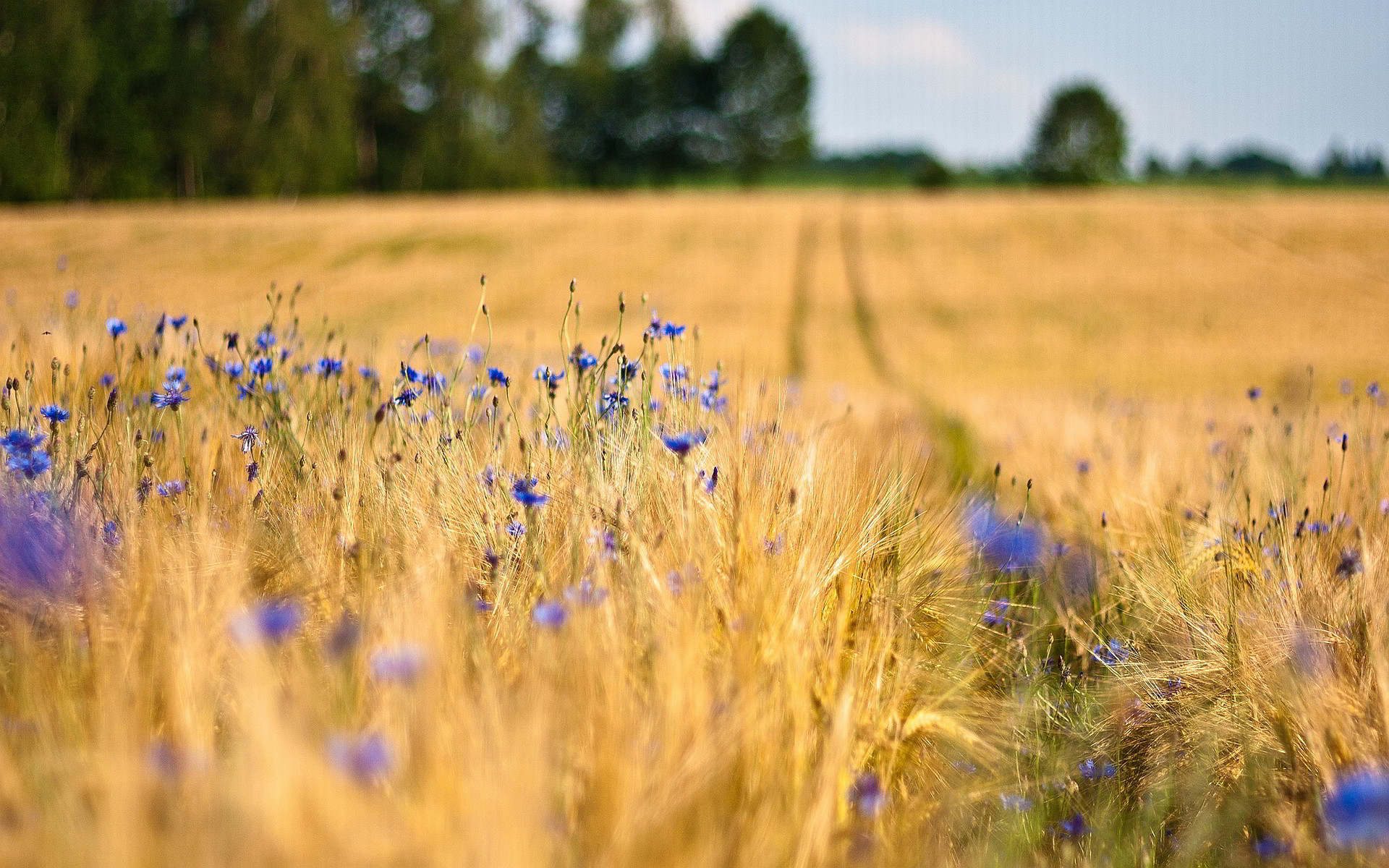 Macro blue flowers in the wheat field - HD wallpaper