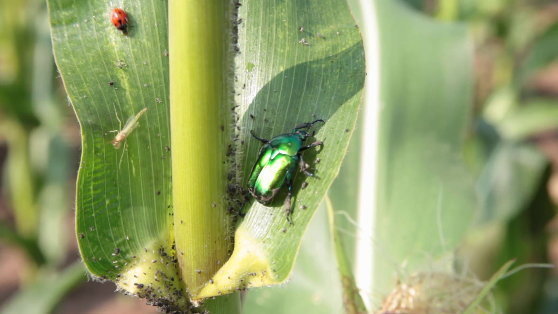 Ladybug scarab Cetonia aurata pests bugs in corn field on damaged ...