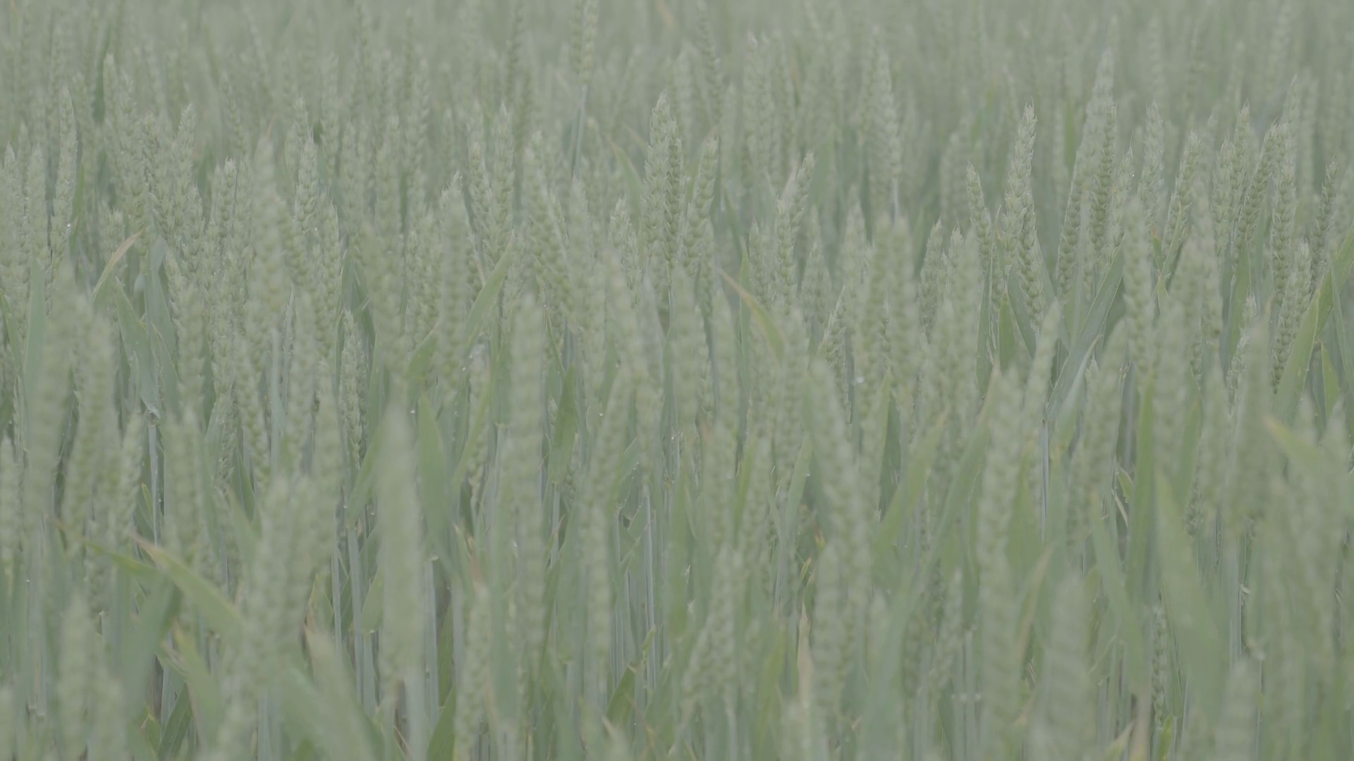 Green corn field macro. LOG 4K Stock Video Footage - VideoBlocks