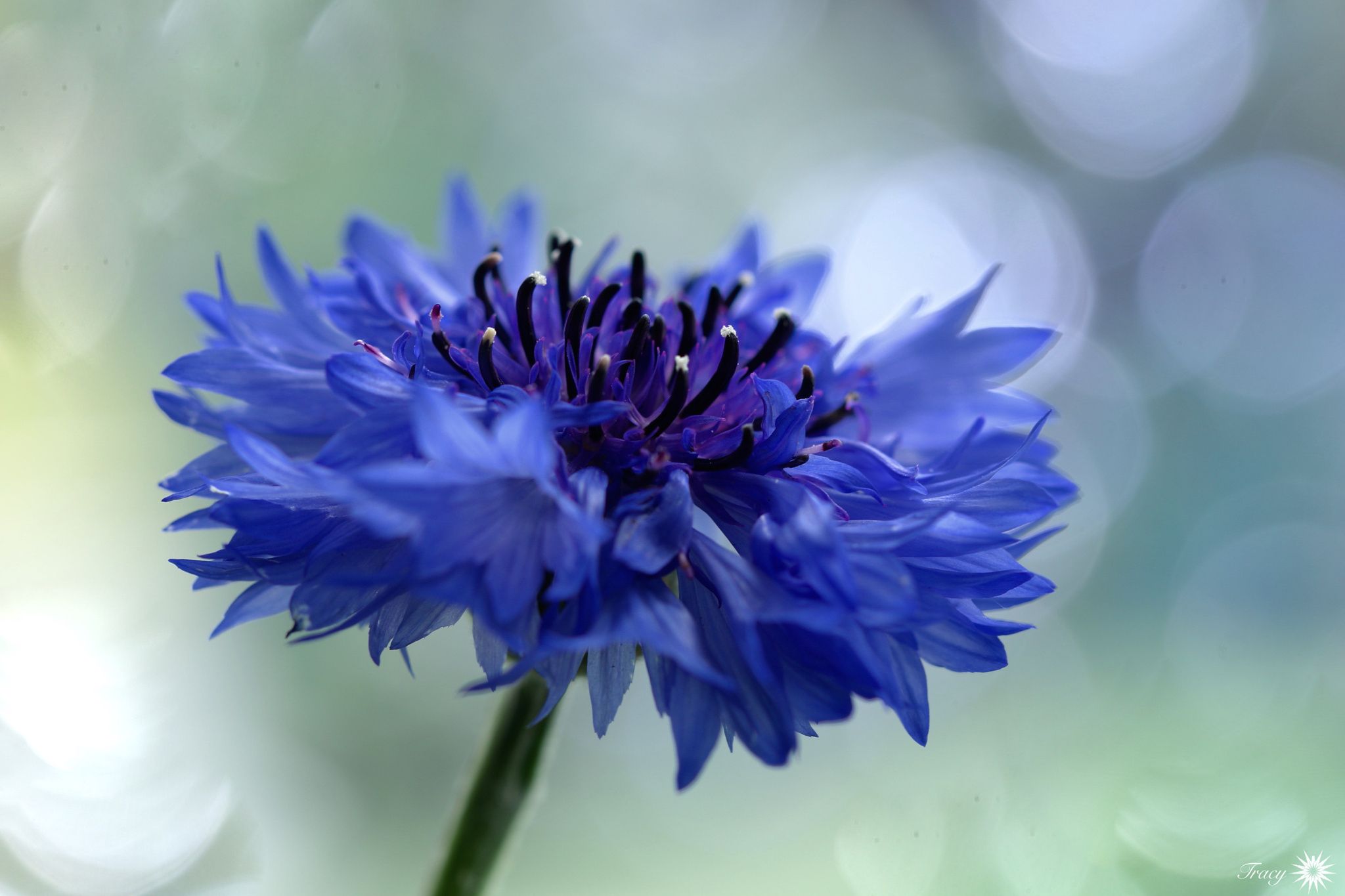 Cornflower by Tracy on 500px | цветы и сад | Pinterest | Plants and ...
