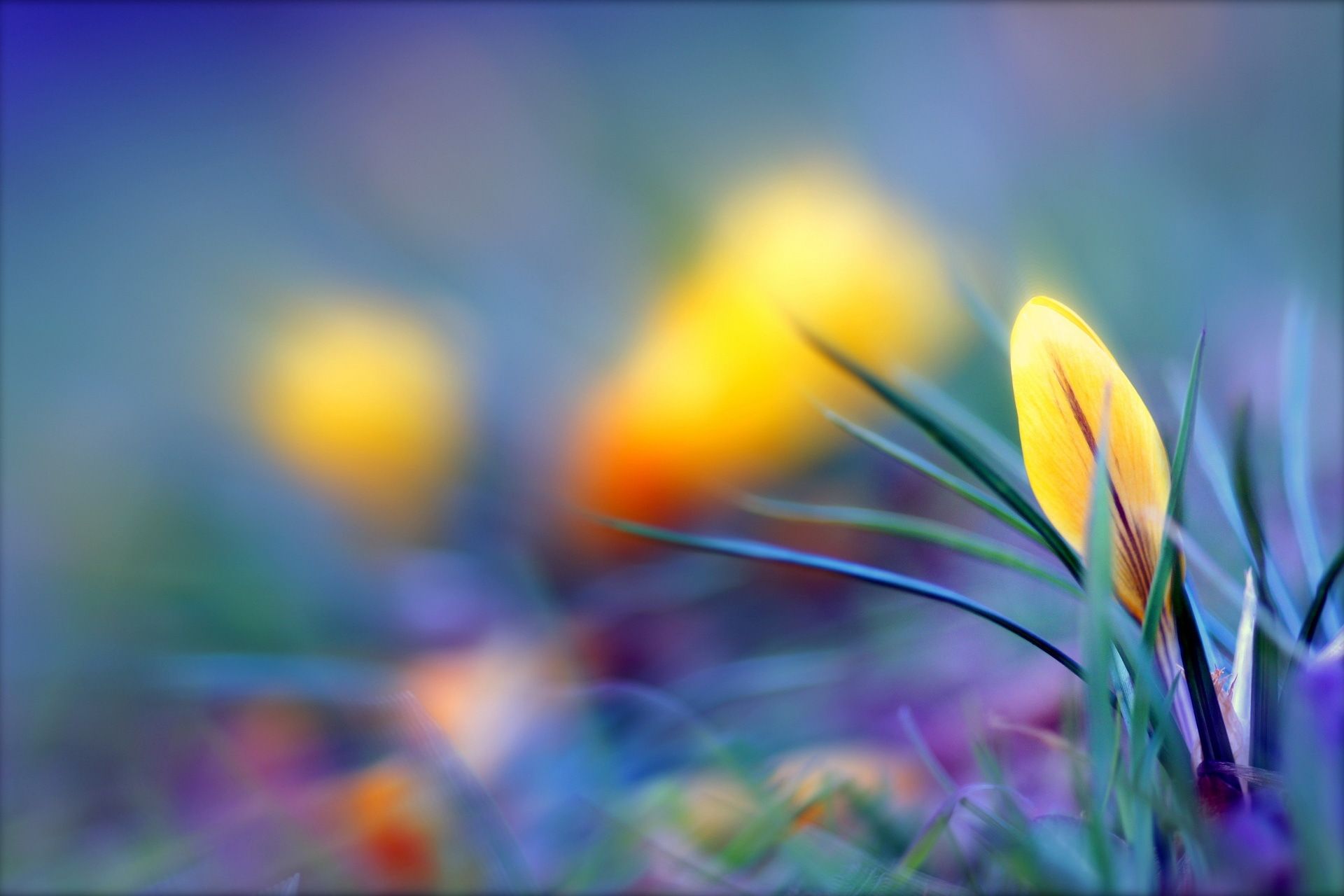 flower, macro, crocus, yellow, untwisted, background | Champs et ...