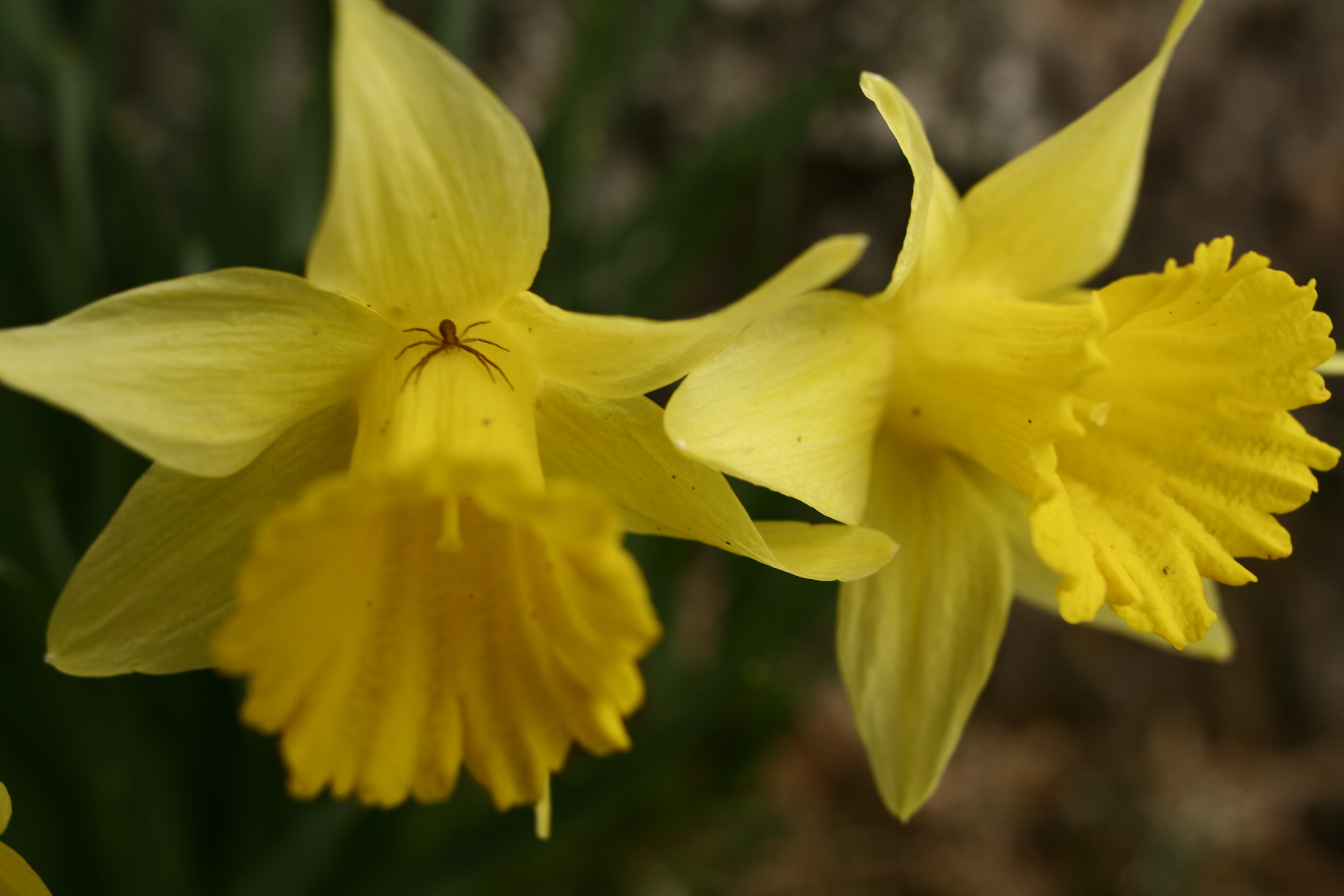 File:Daffodil-spider-macro-spring - West Virginia - ForestWander.jpg ...