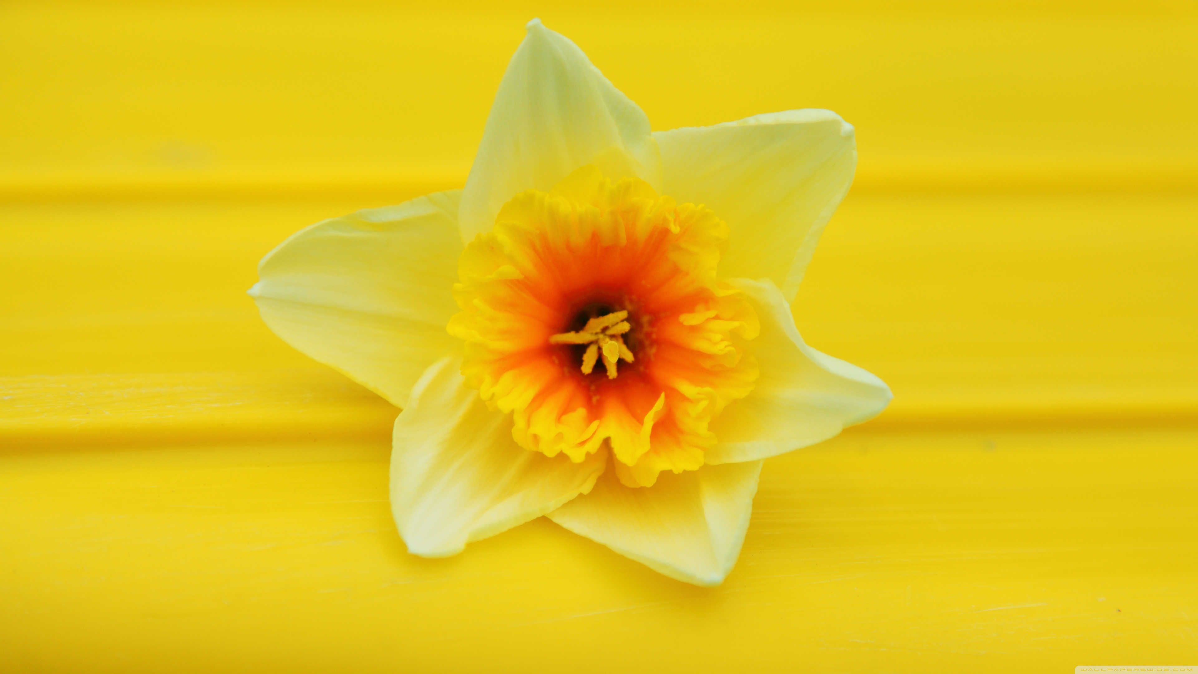 Daffodil Macro ❤ 4K HD Desktop Wallpaper for 4K Ultra HD TV ...