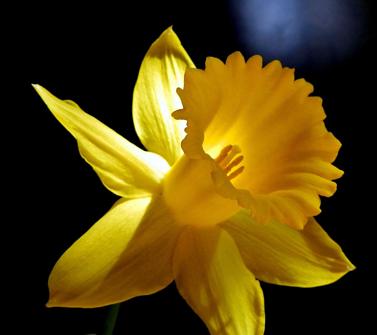 Cup of Gold Daffodil / macro photography by Breath Of An Angel on ...