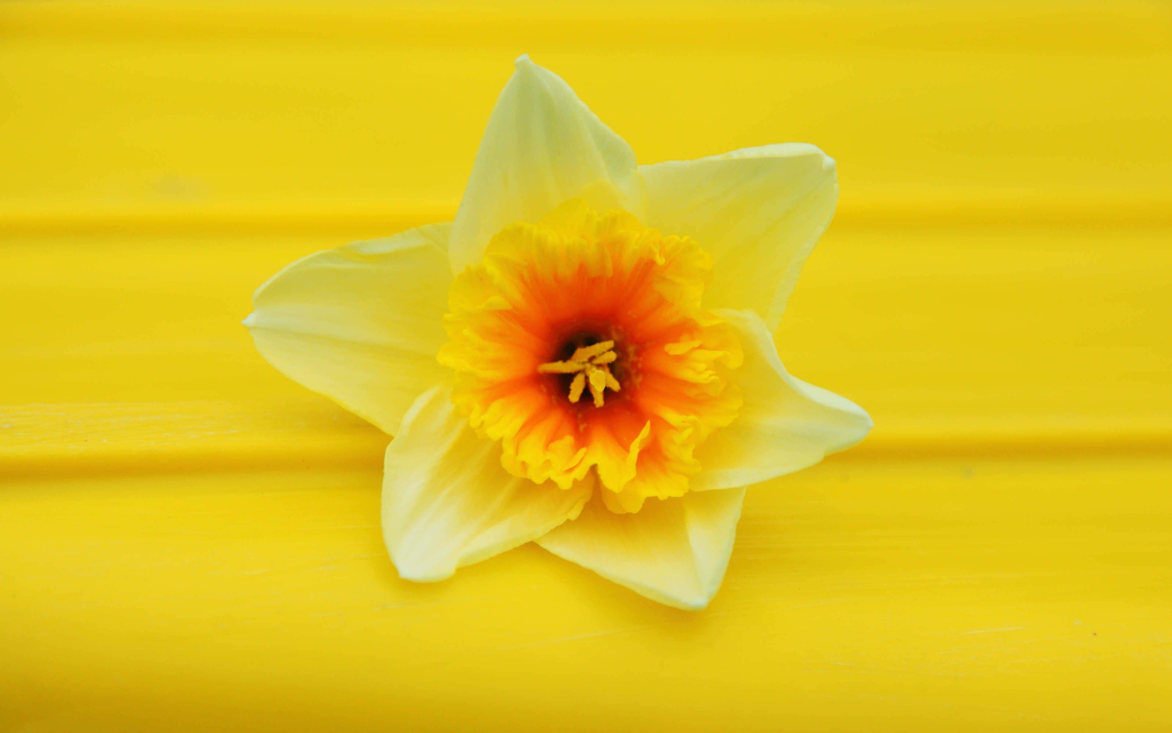 Daffodils flowers macro nature yellow wallpaper | AllWallpaper.in ...