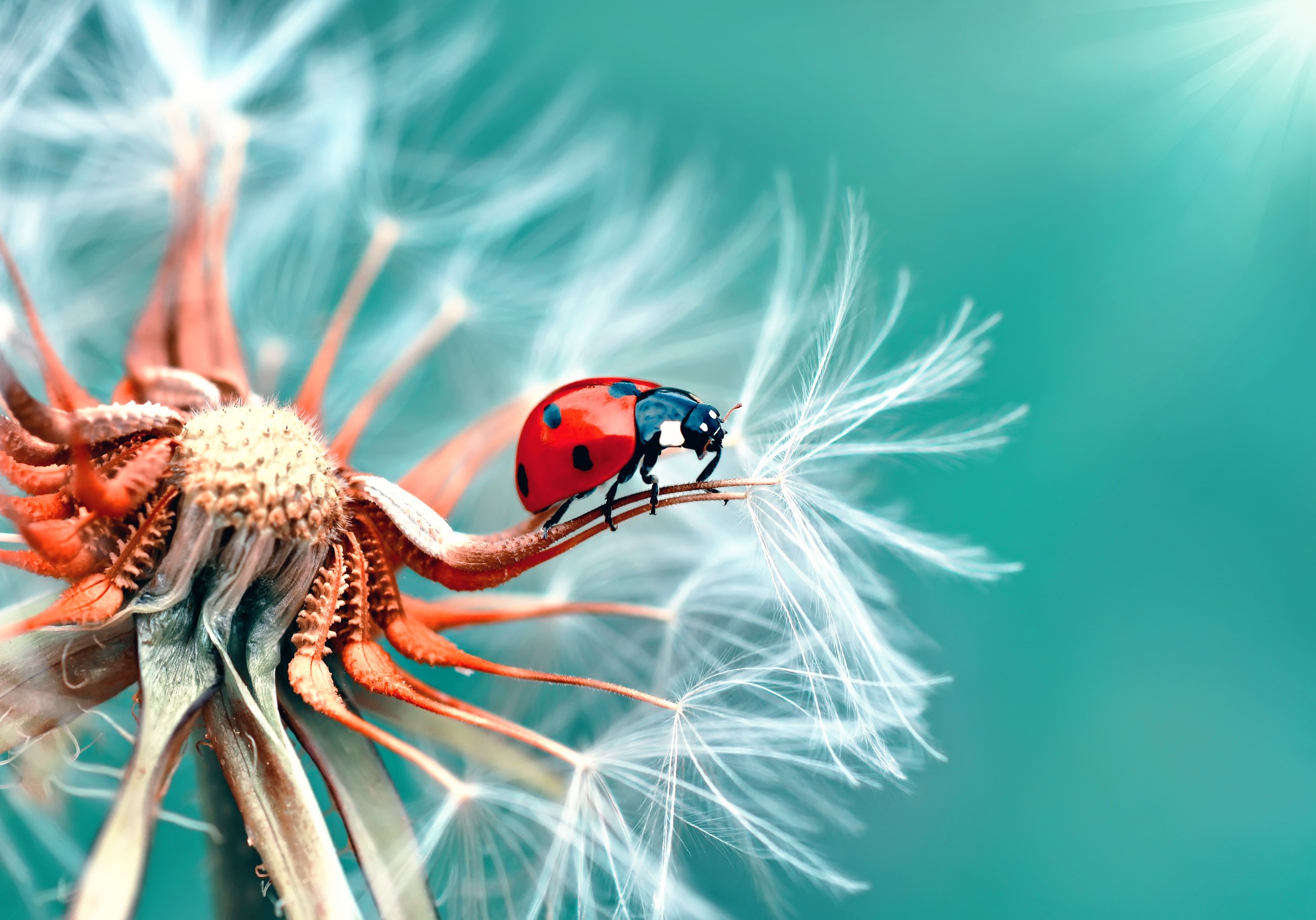 animals, #insect, #beetles, #macro, #dandelion | Wallpaper No ...