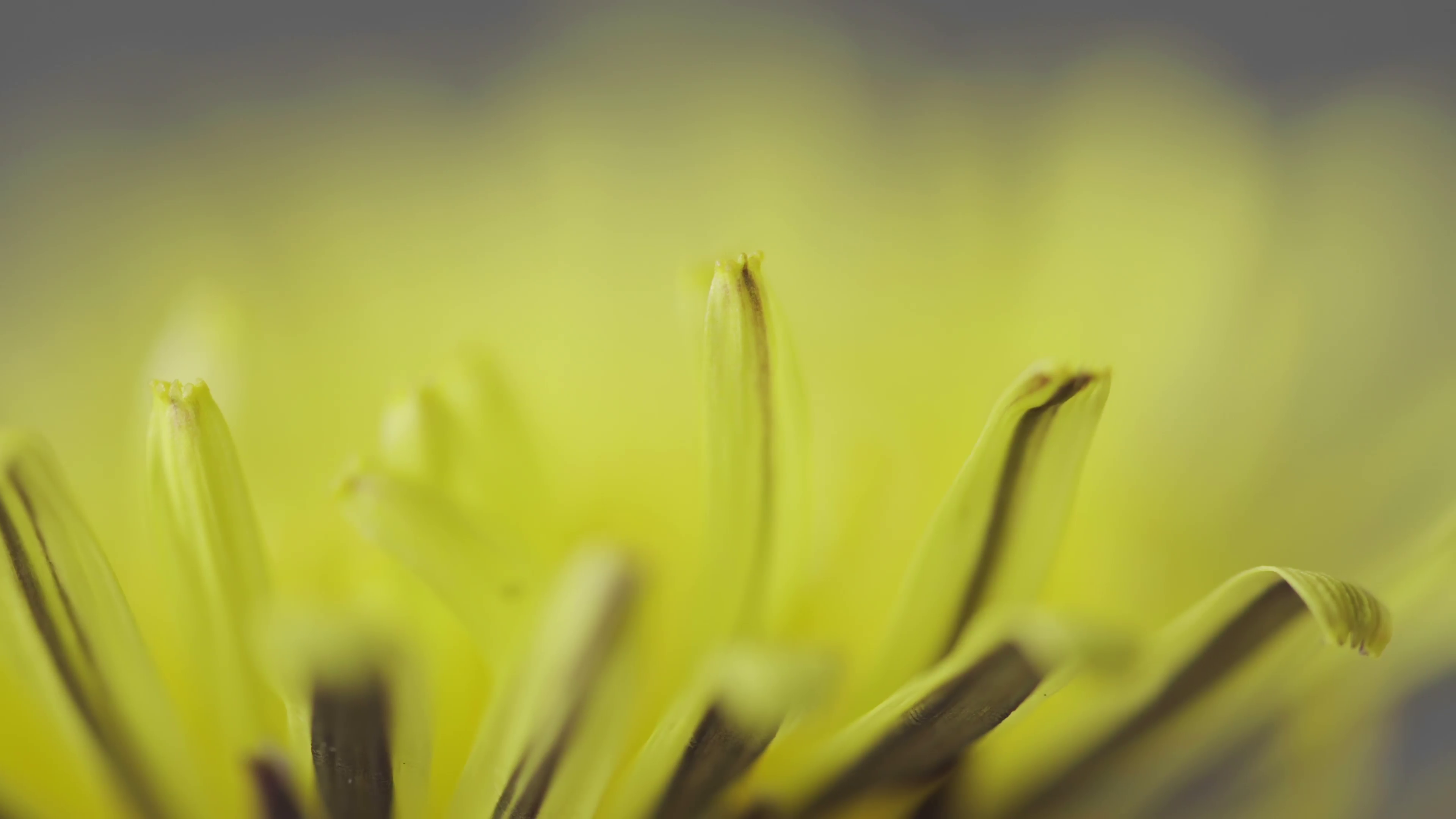 Dandelion flower in extreme close up UHD stock footage. A wild ...