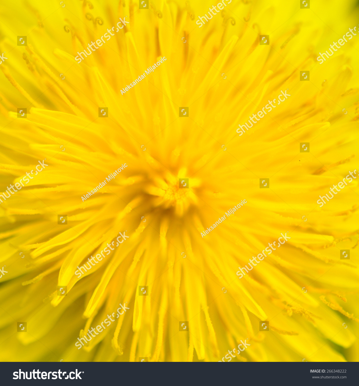 Extreme Macro Shot Dandelion Pollen Stock Photo 266348222 - Shutterstock