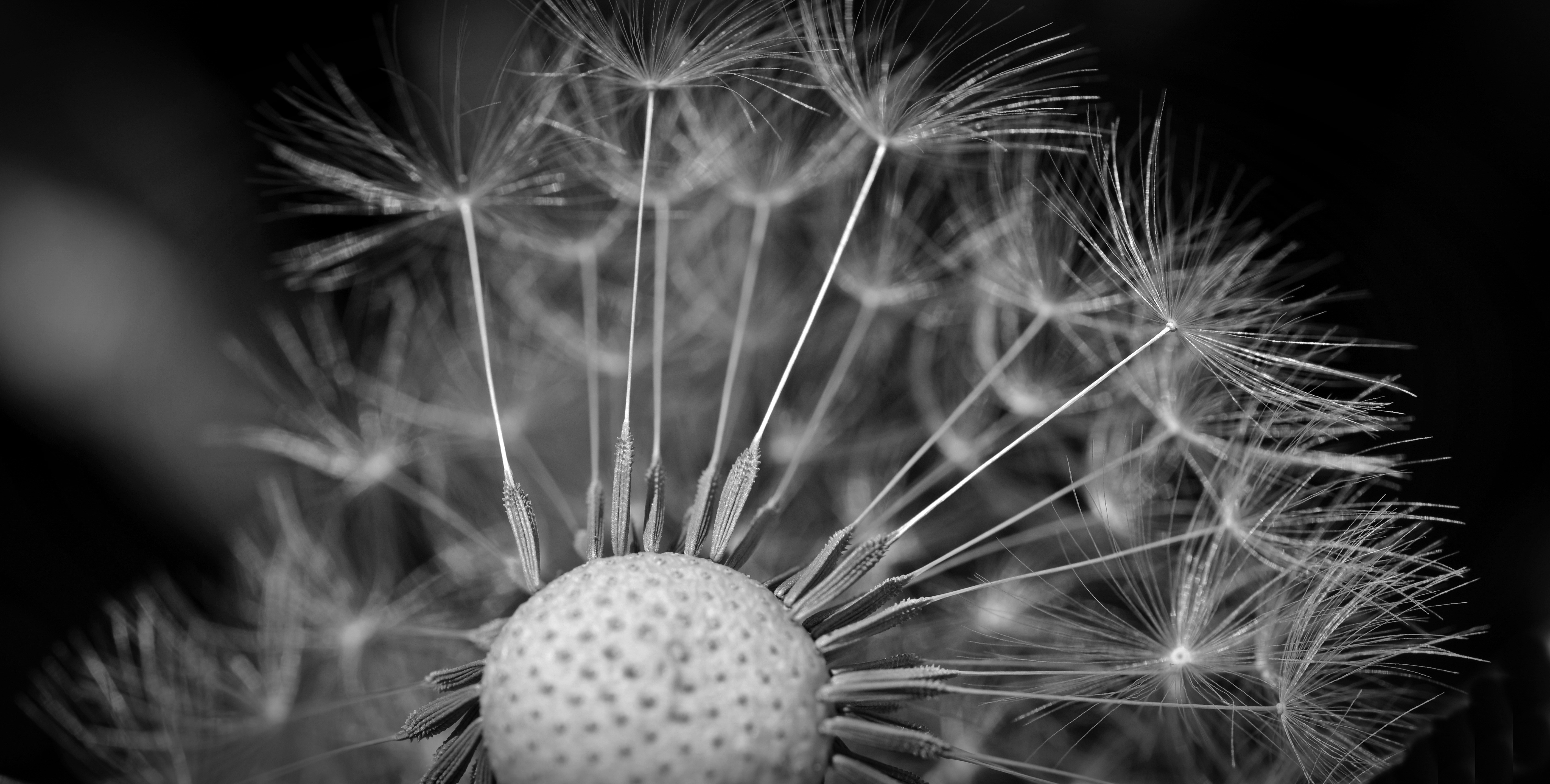 Close Up Macro dandelion seeds image - Free stock photo - Public ...