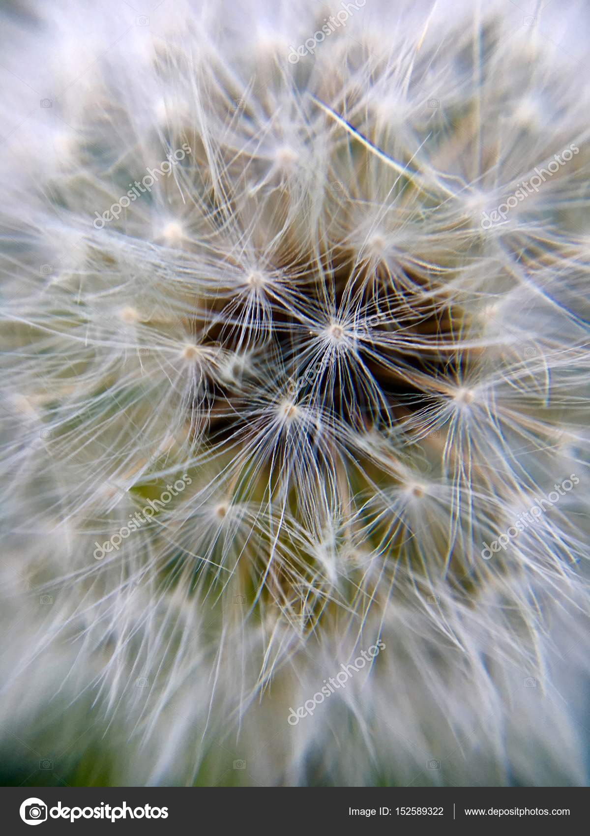 Extreme macro of a dandelion flower — Stock Photo © franky242 #152589322