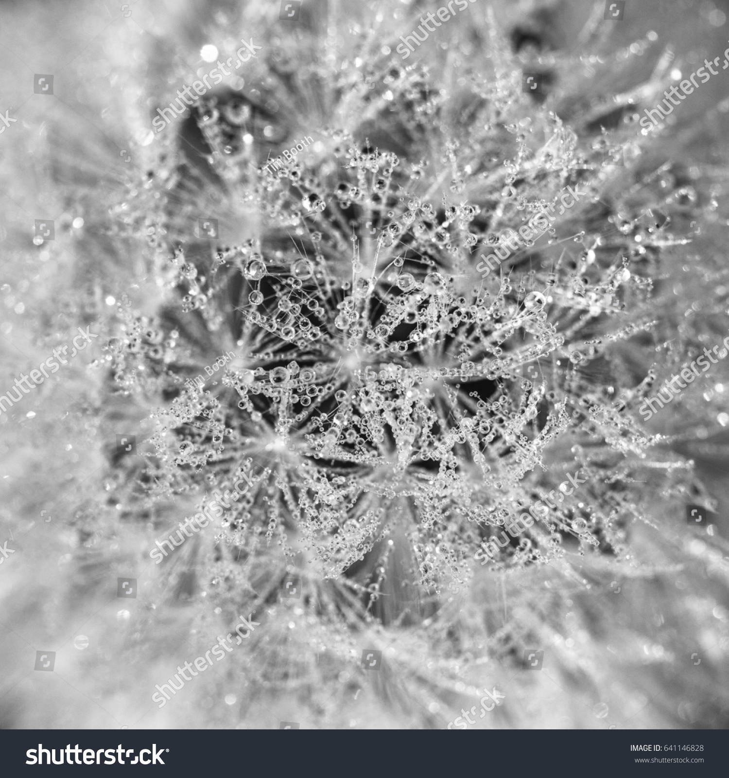 Macro Dew Drops On Dandelion Head Stock Photo 641146828 - Shutterstock