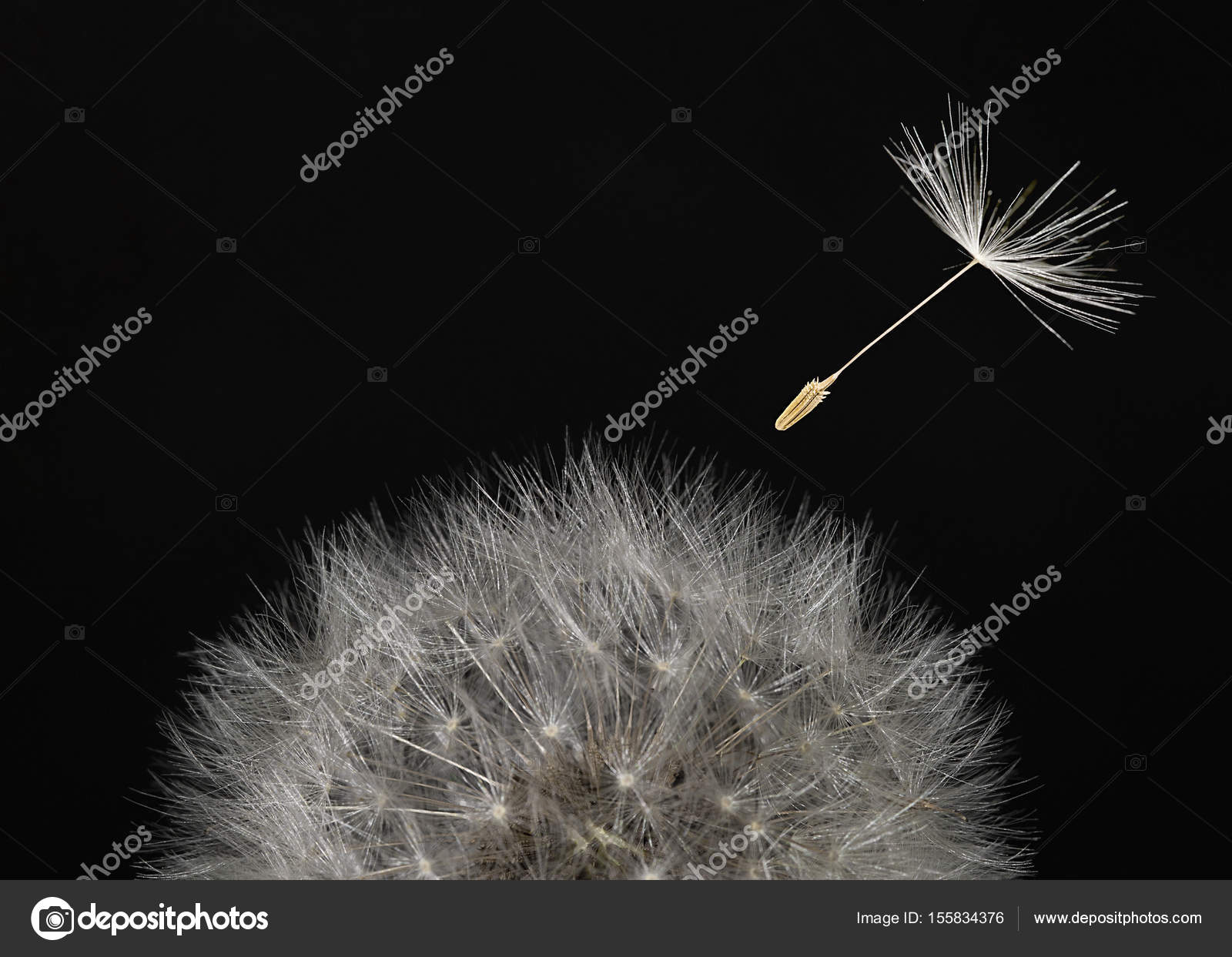Macro dandelion head and flying seeds on black background. — Stock ...