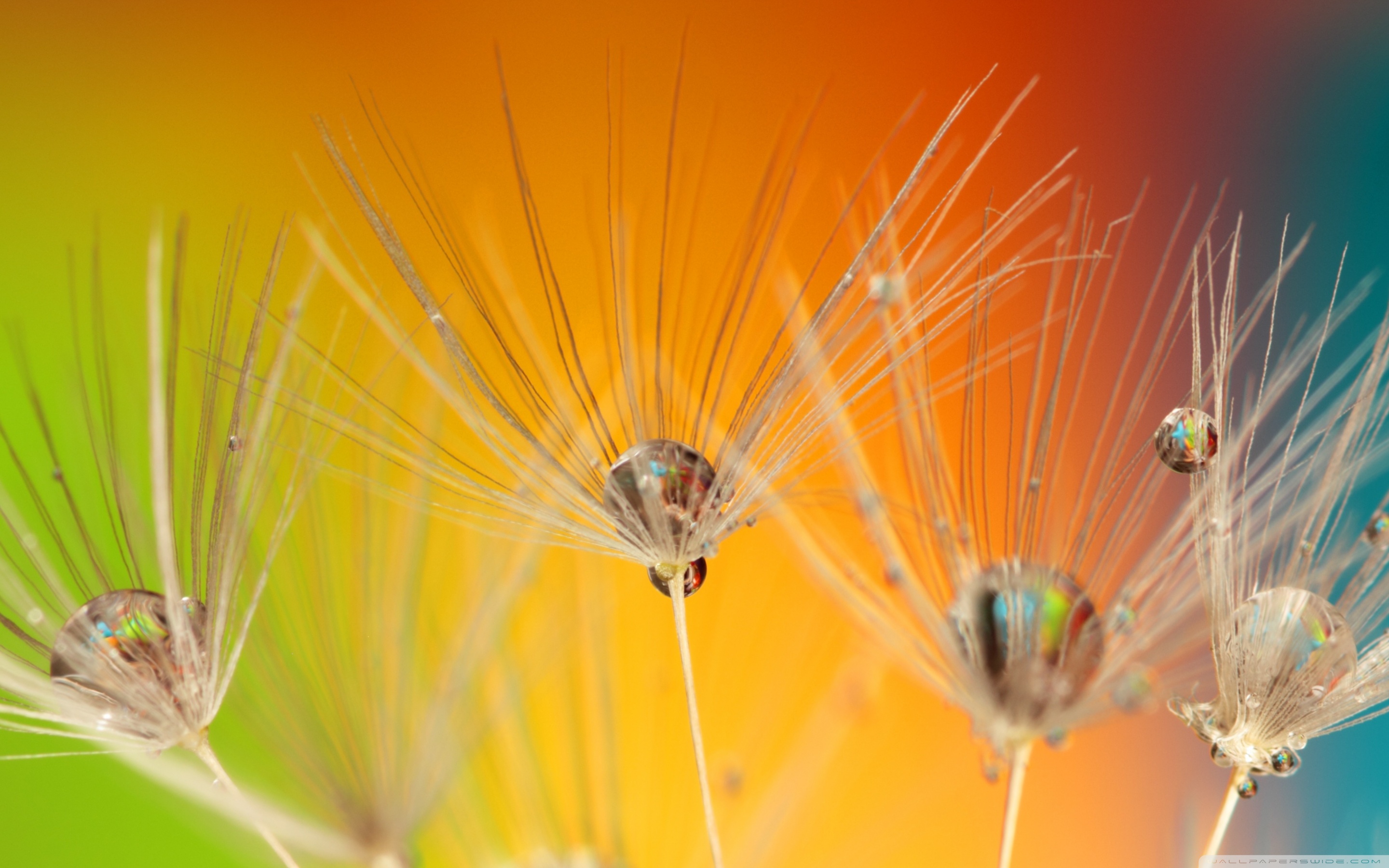 Dandelion Seeds Macro, Colorful Background ❤ 4K HD Desktop ...