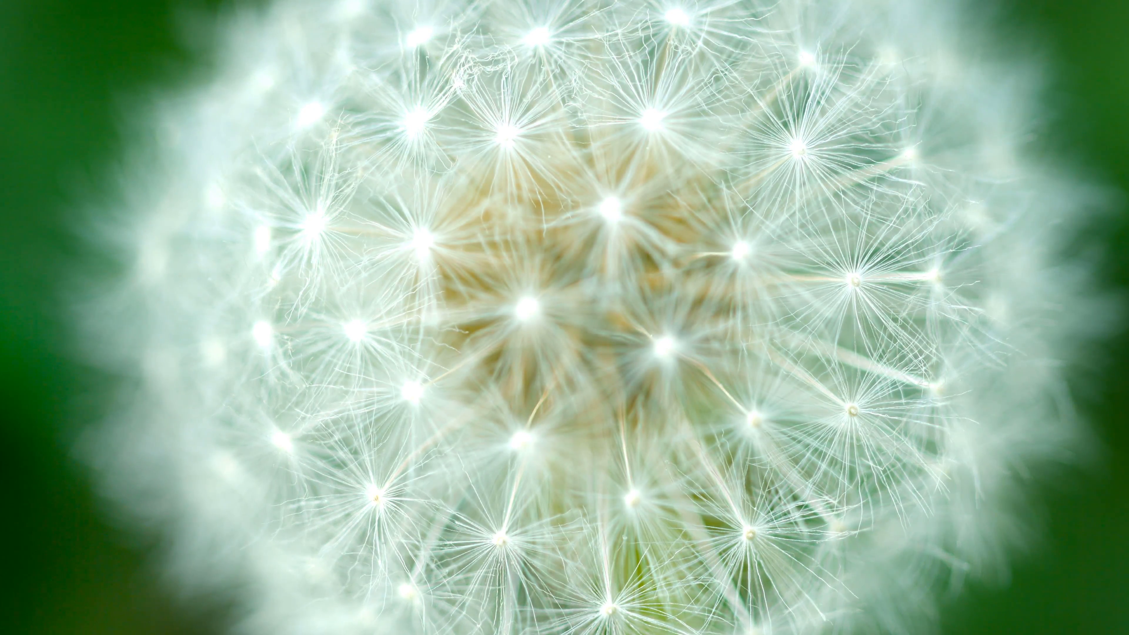 Fluffy dandelion seeds macro with blur Stock Video Footage - Videoblocks