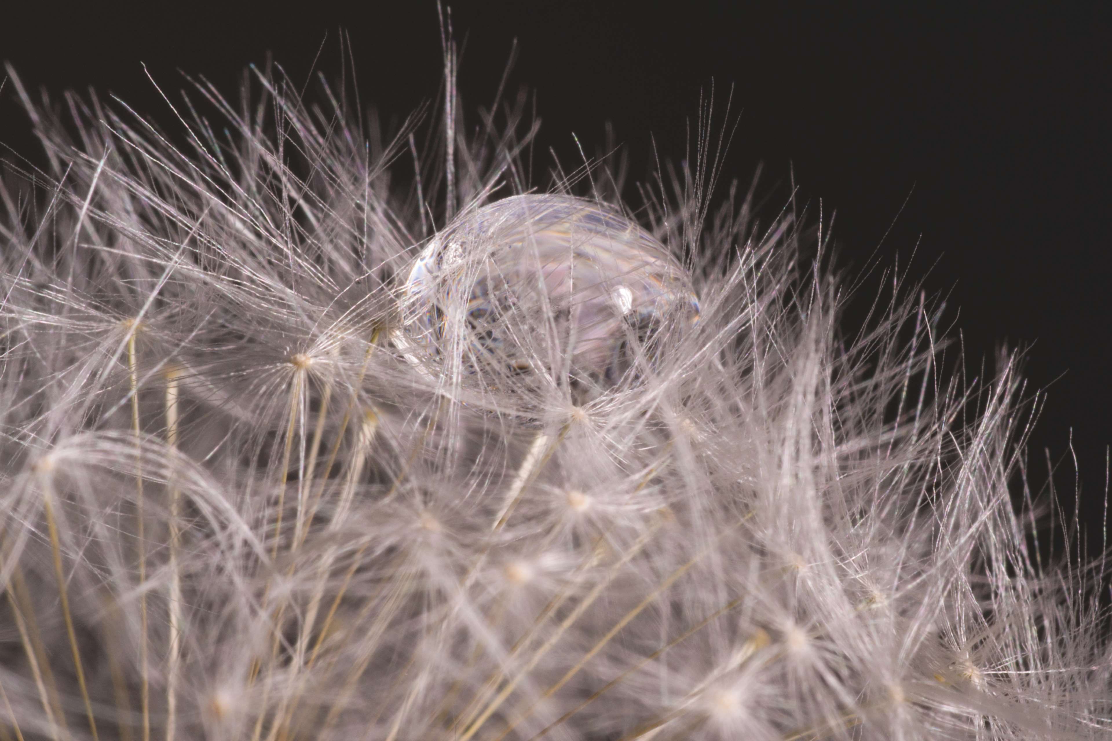blur #close up #dandelion #dandelion seeds #flora #macro #seed ...