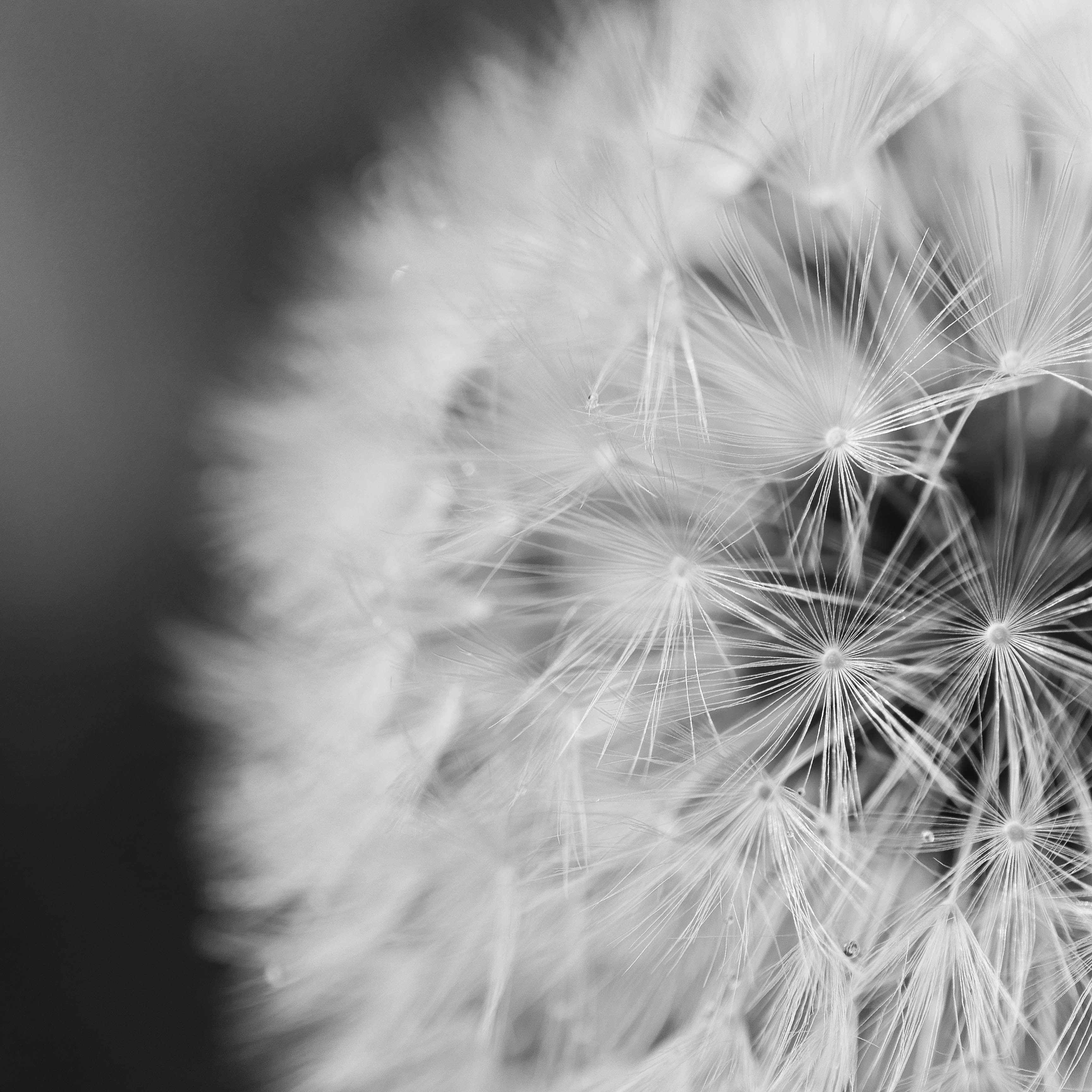 macro shot of dandelion free image | Peakpx