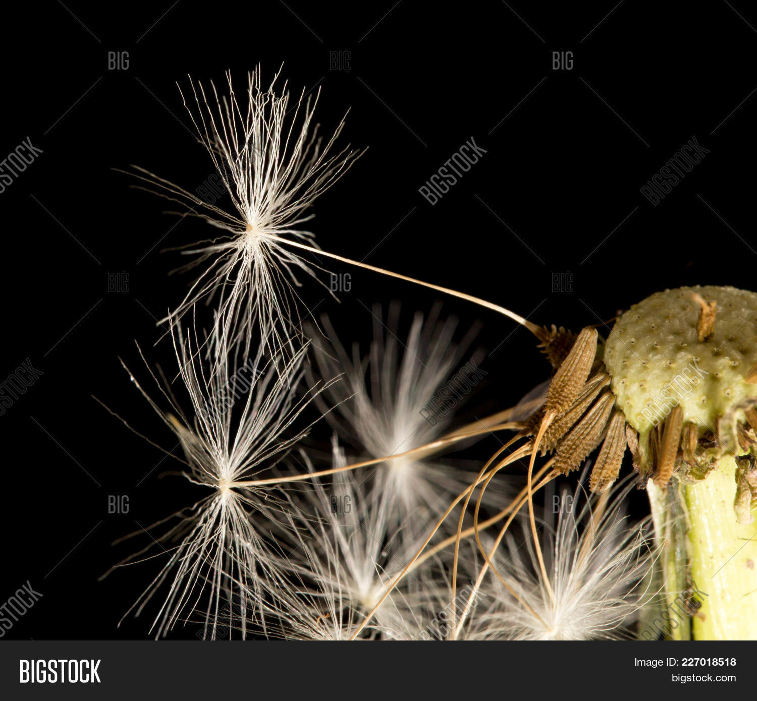 Dandelion Fluff On Black Background Image & Photo | Bigstock