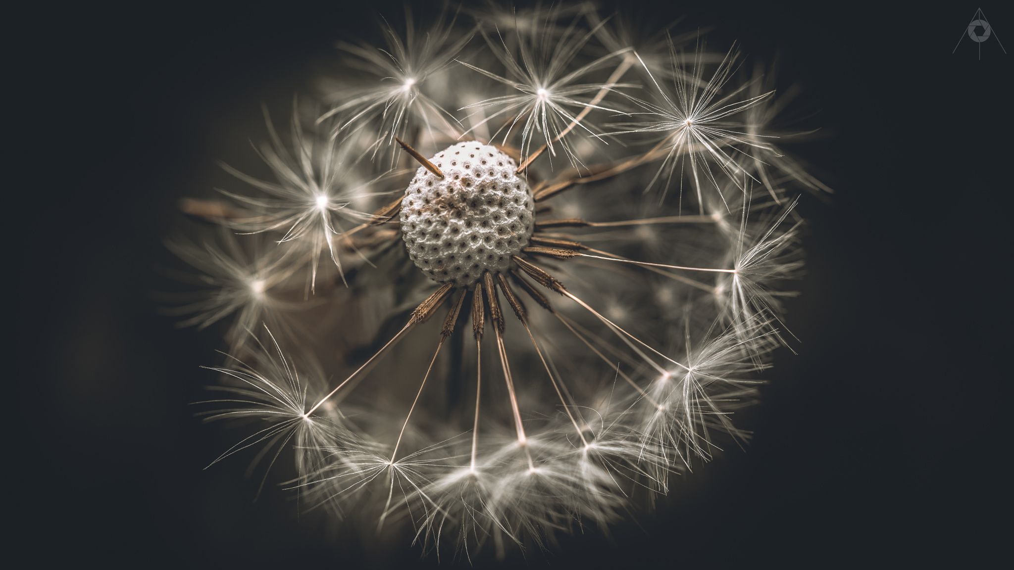 Going Bald - A gritty, macro image of a Dandelion fruit. Another ...