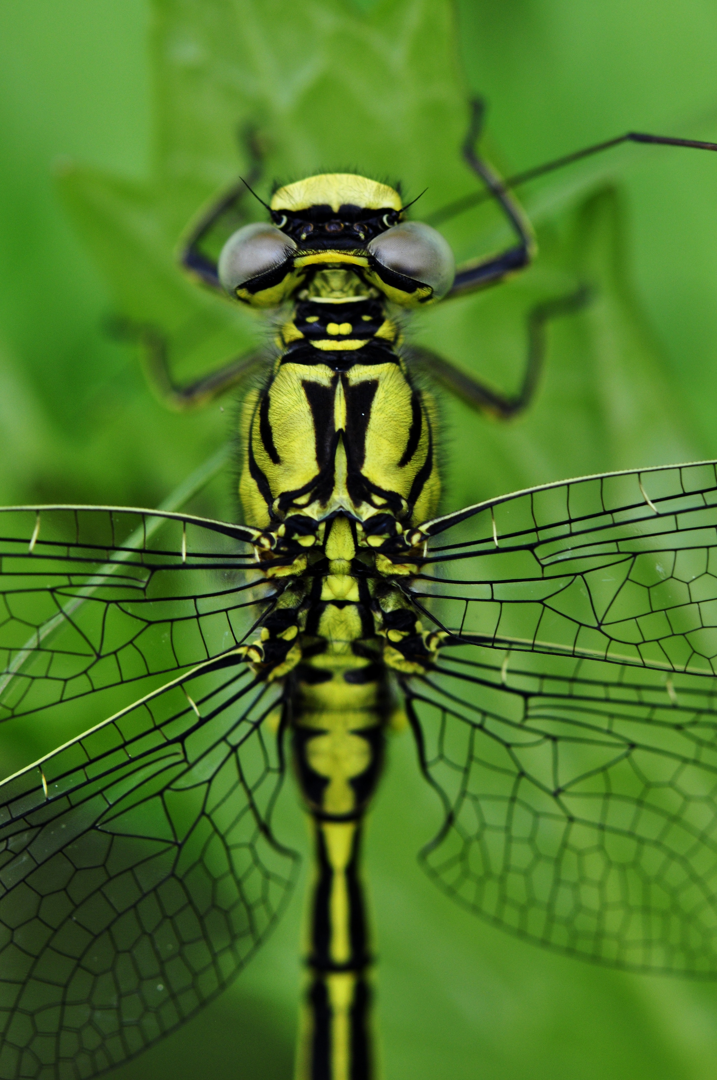 Yellow Black Dragonfly · Free Stock Photo