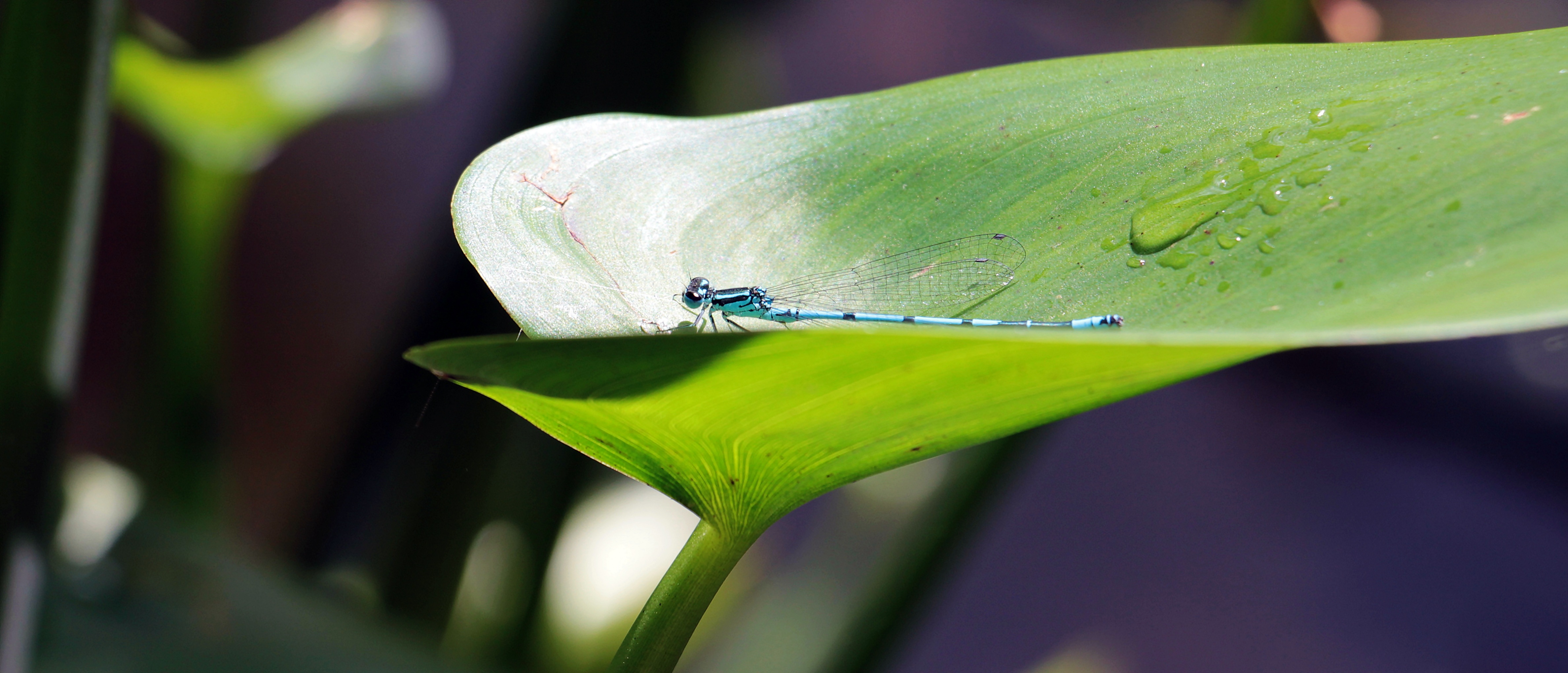 Macro dragonfly photo